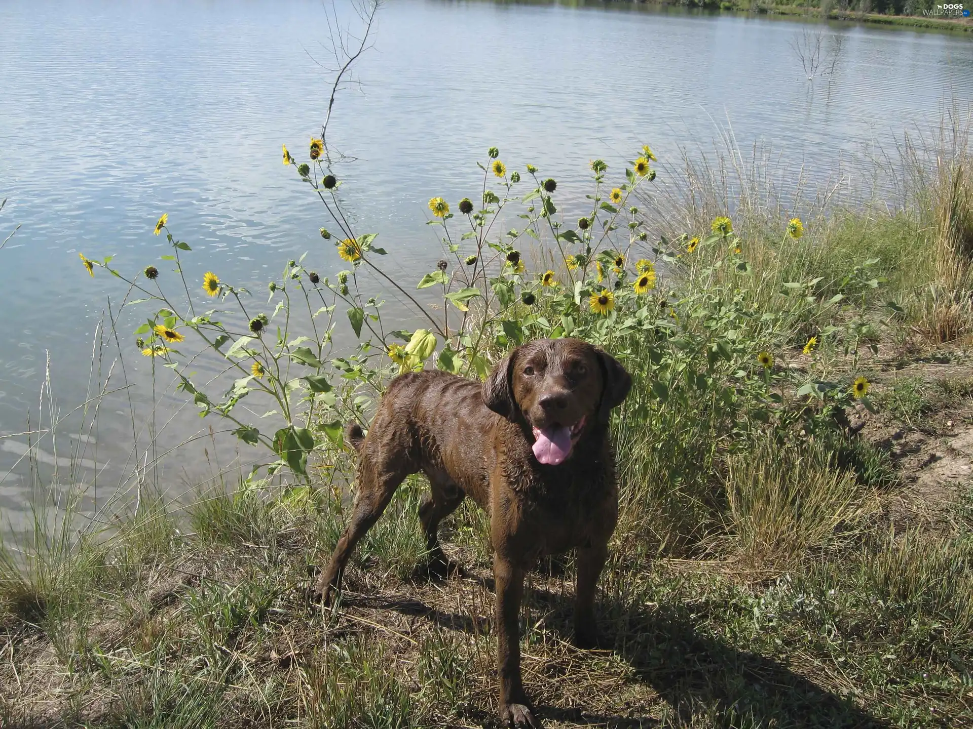 water, Chesapeake Bay retriever