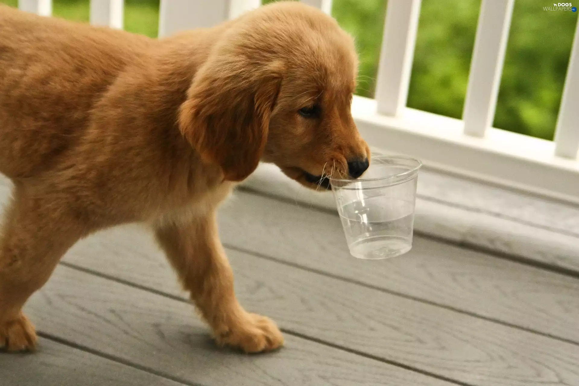 water, dog, Cup