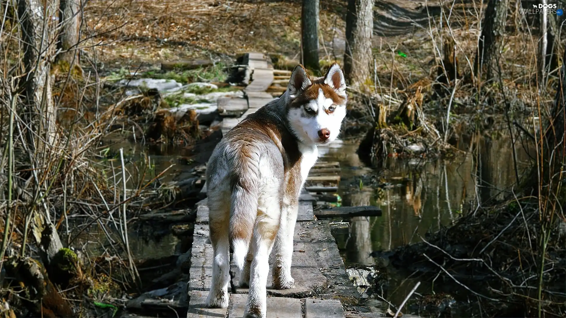 water, viewes, dog, trees