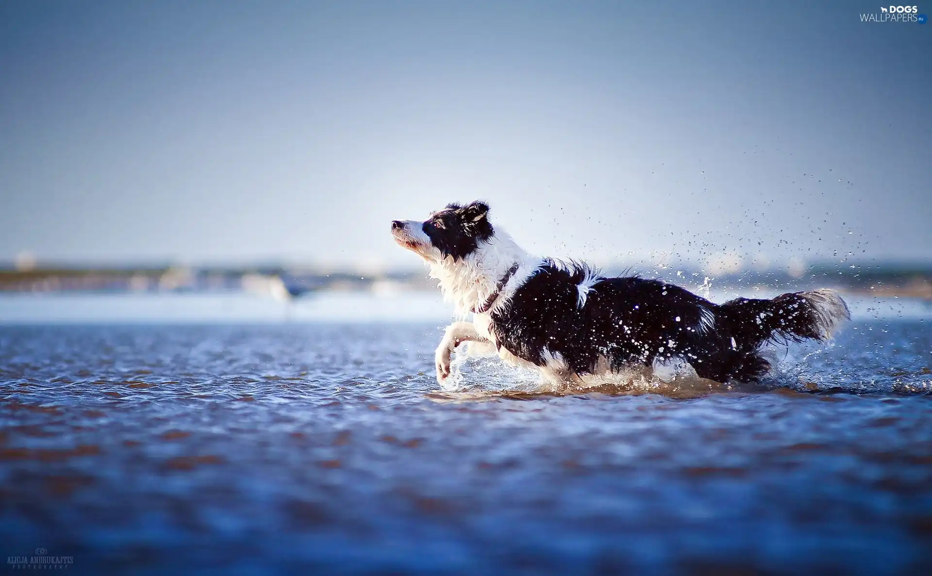 water, dog