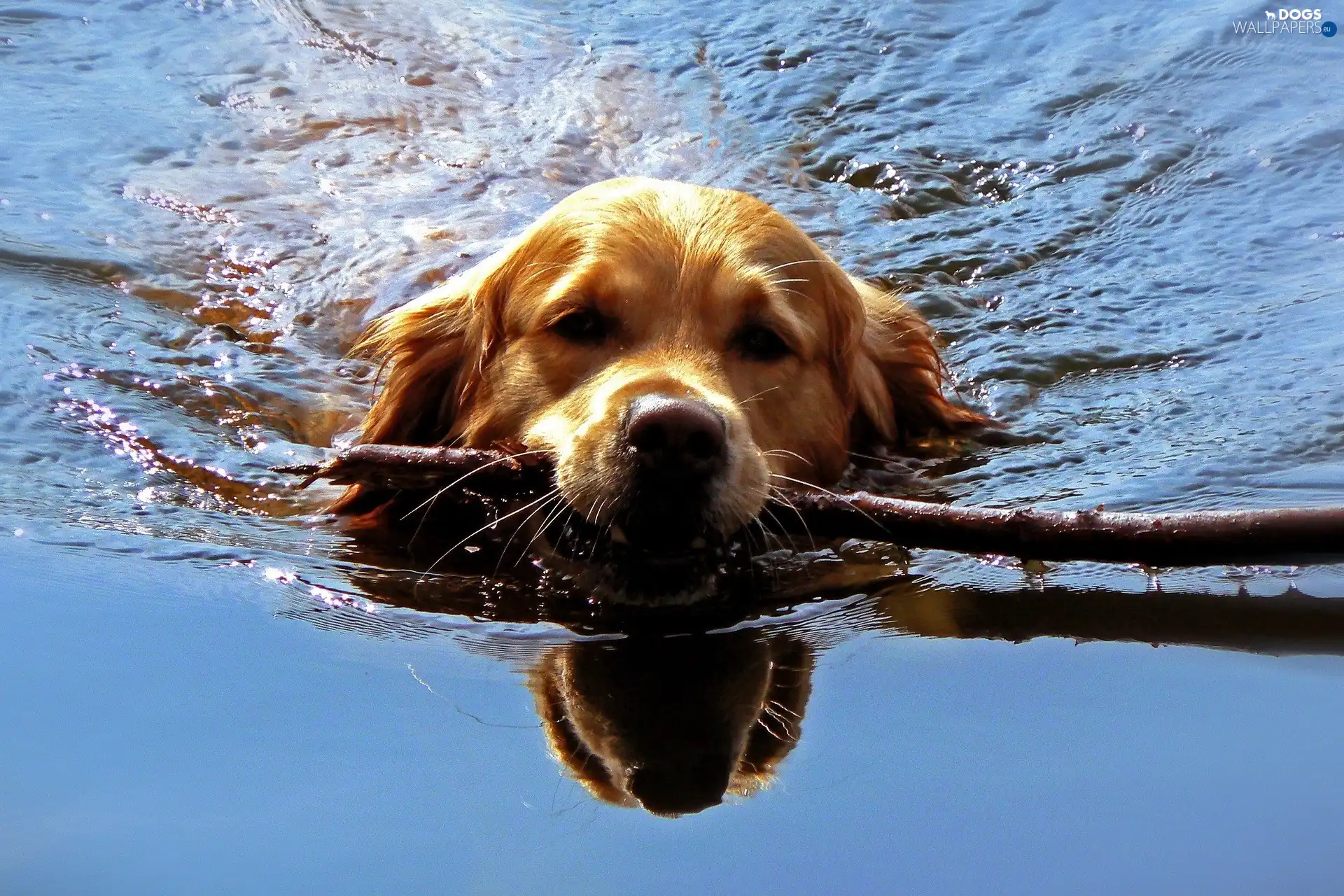 fetch, water, dog