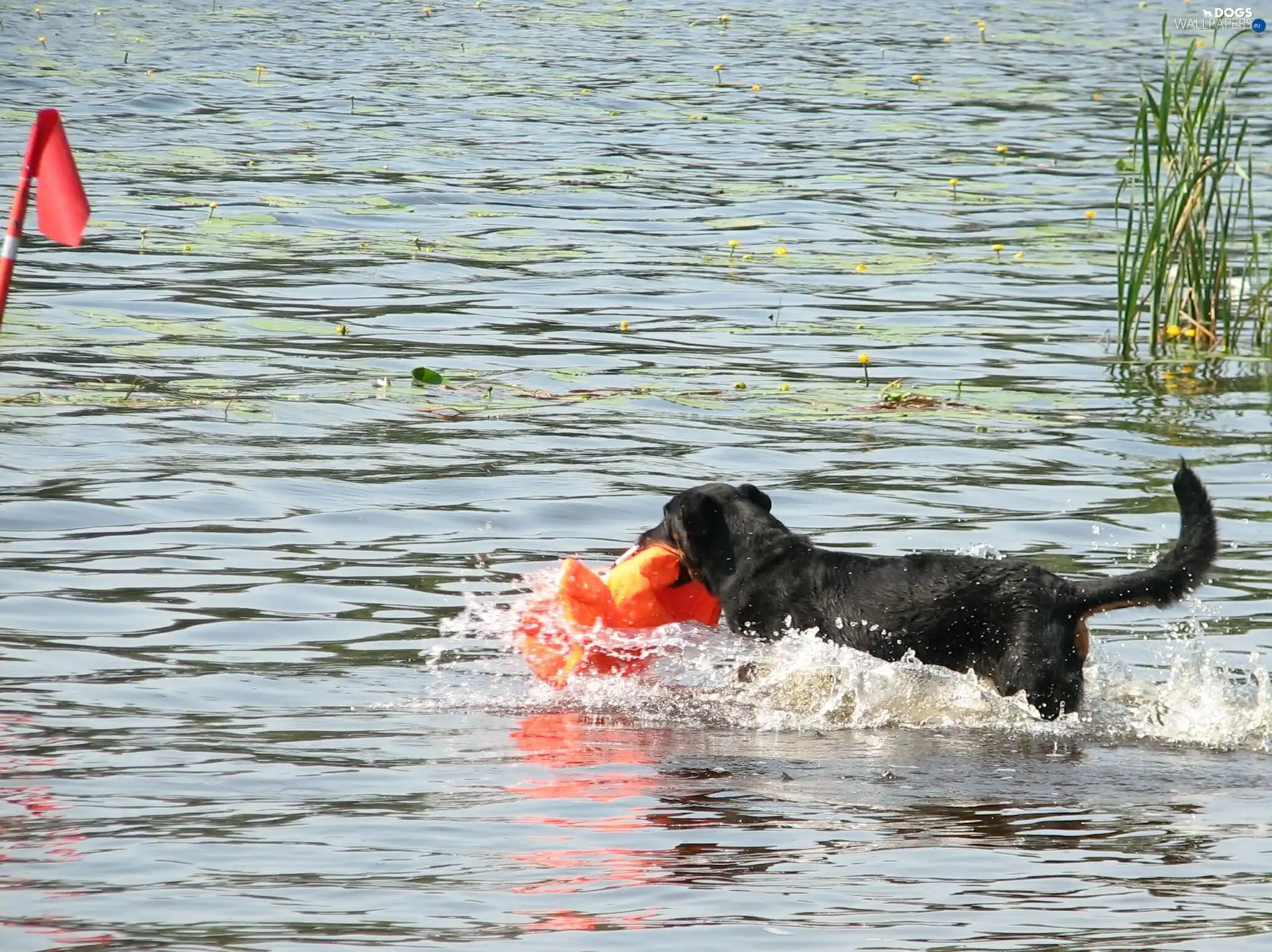 water, Shepherd French Beauceron