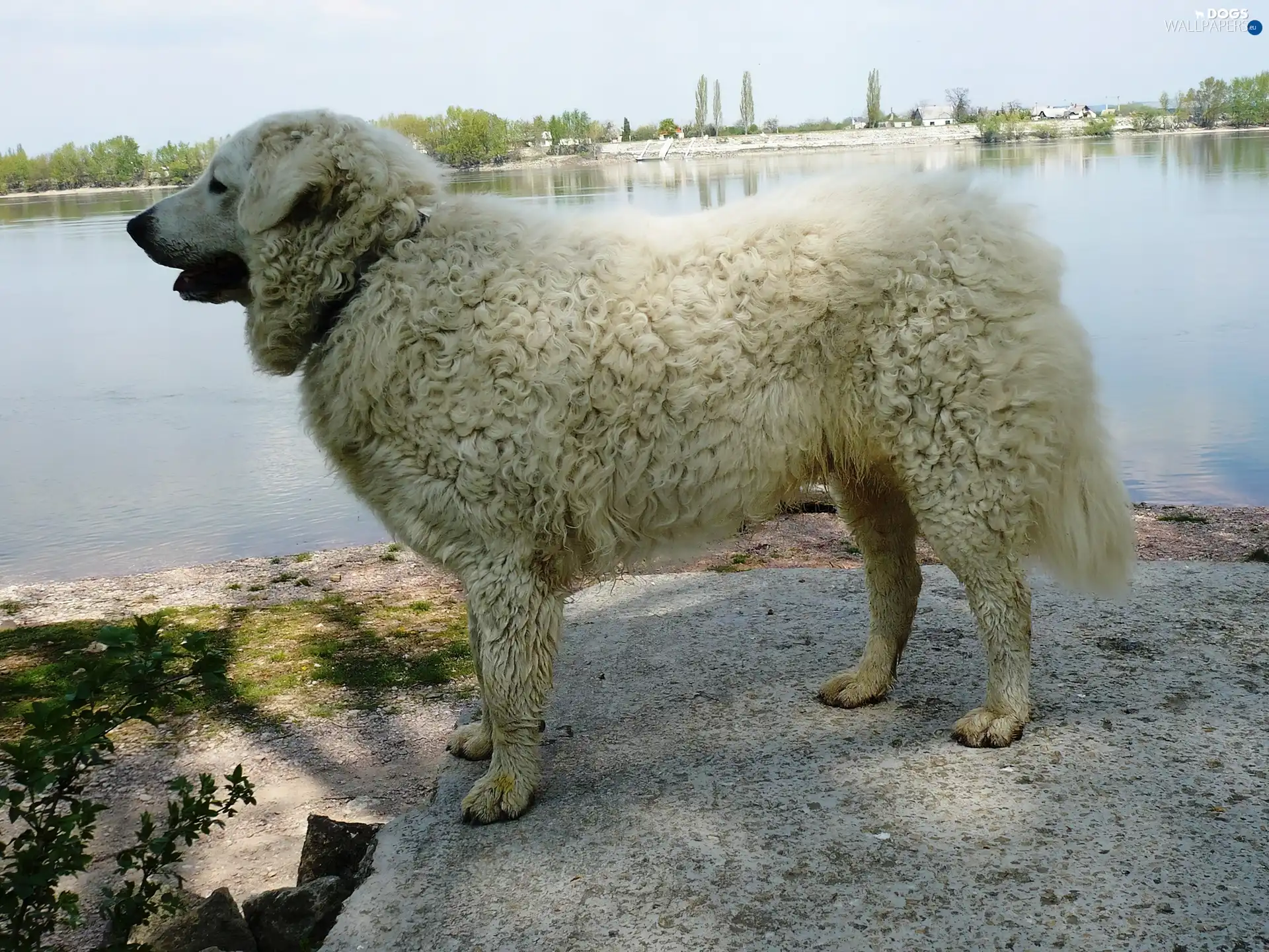 water, Shepherd Hungarian Kuvasz