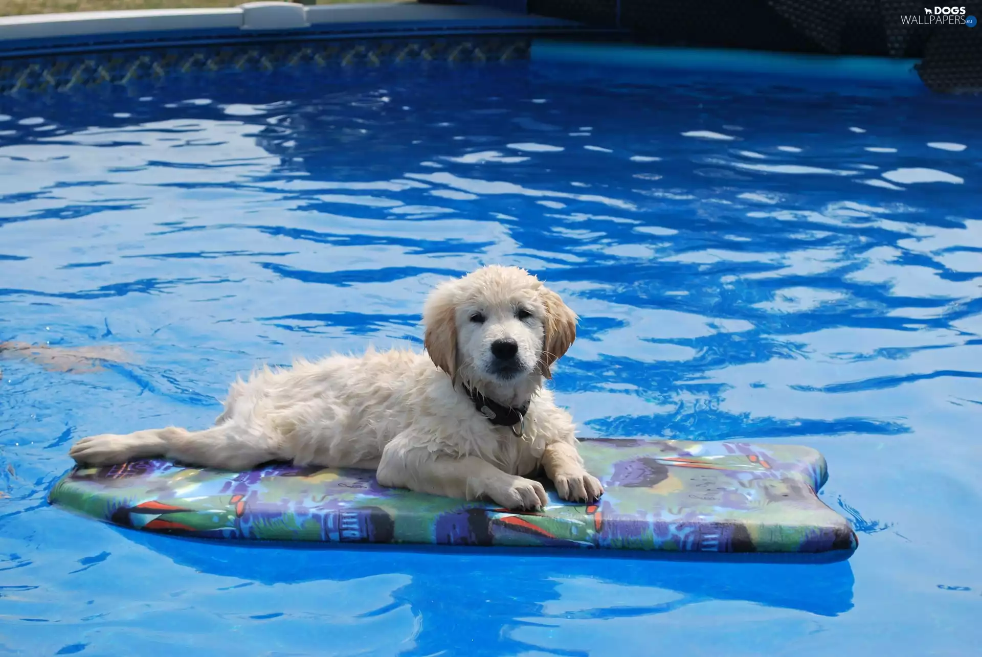 Pool, Golden Retriever, water