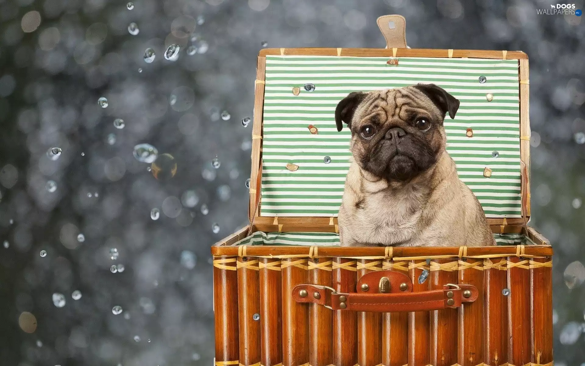 drops, water, pug, case, dog