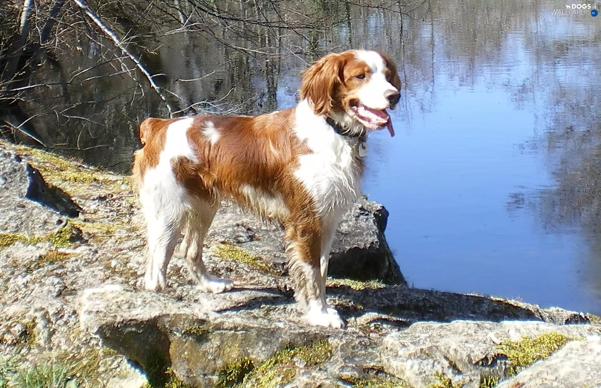 water, Spaniel, Rocks