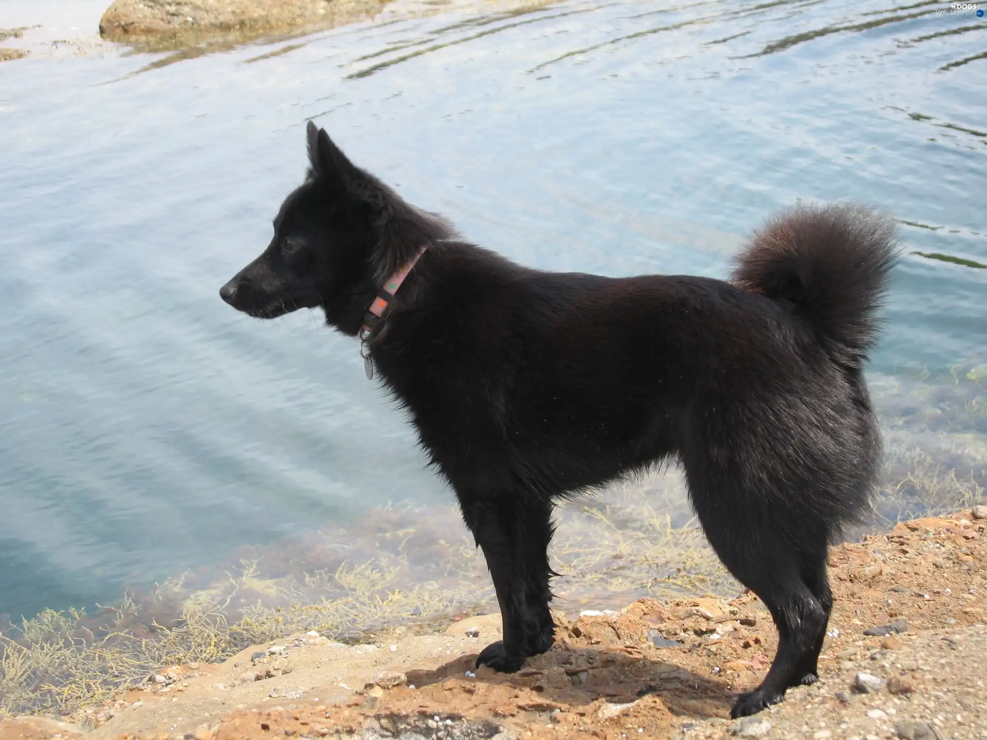 water, Schipperke