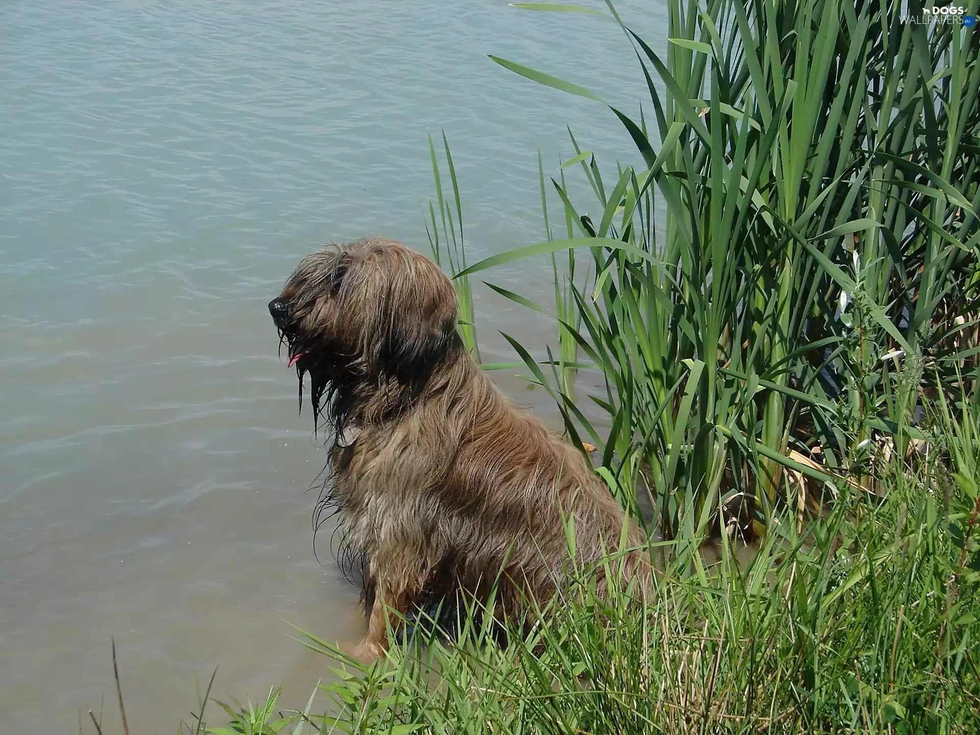 Shepherd French Briard, water