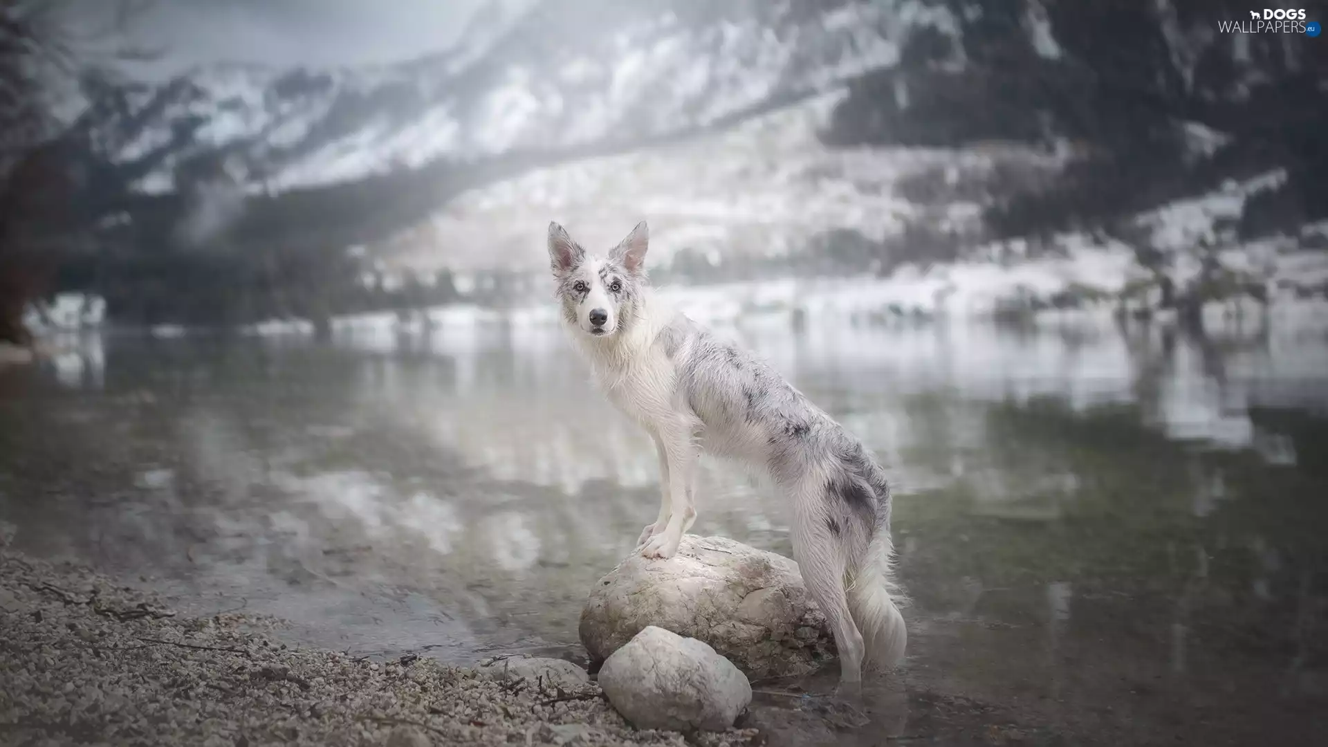dog, water, Stones, Border Collie
