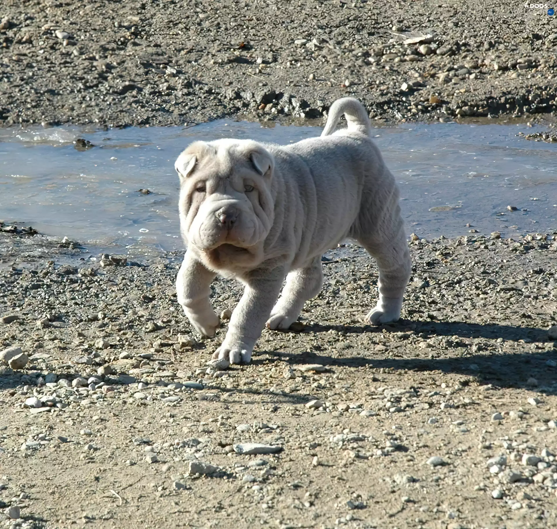 Stones, Shar Pei, water