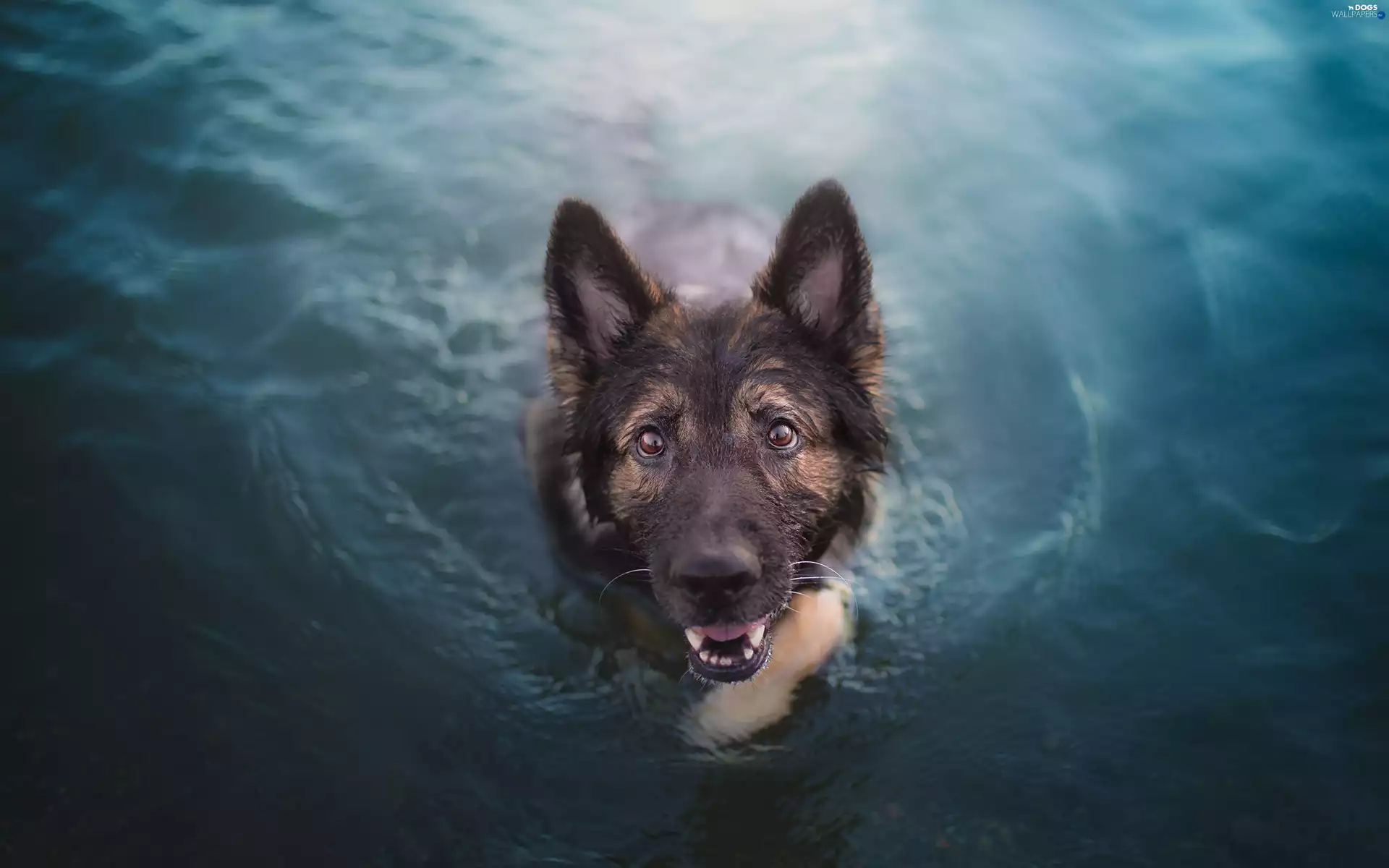 dog, water, swimming, German Shepherd