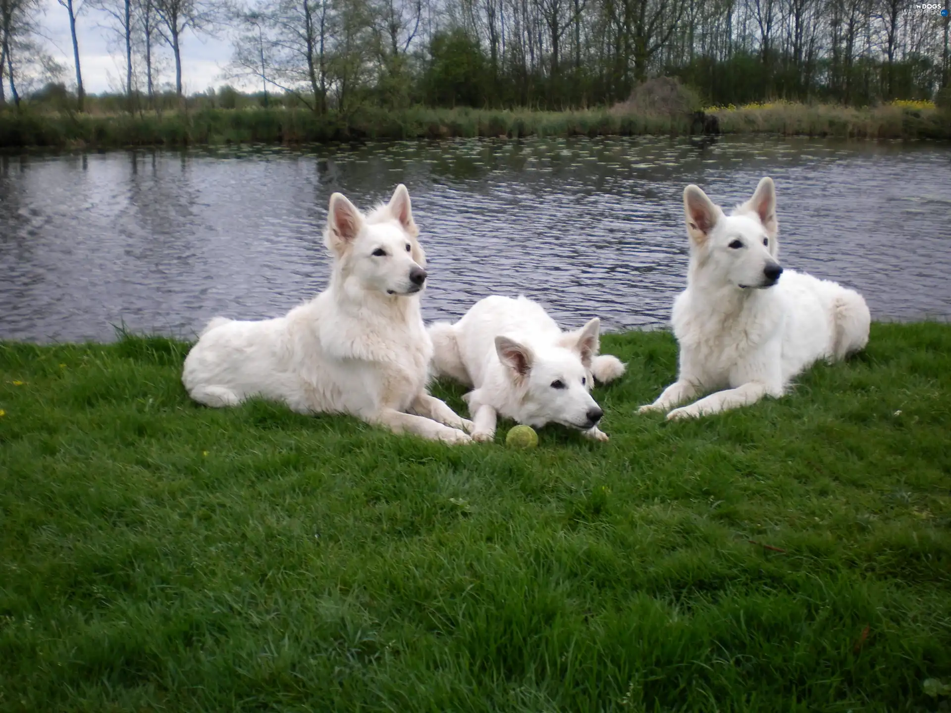 water, grass, Three, Shepherds US-Canadian