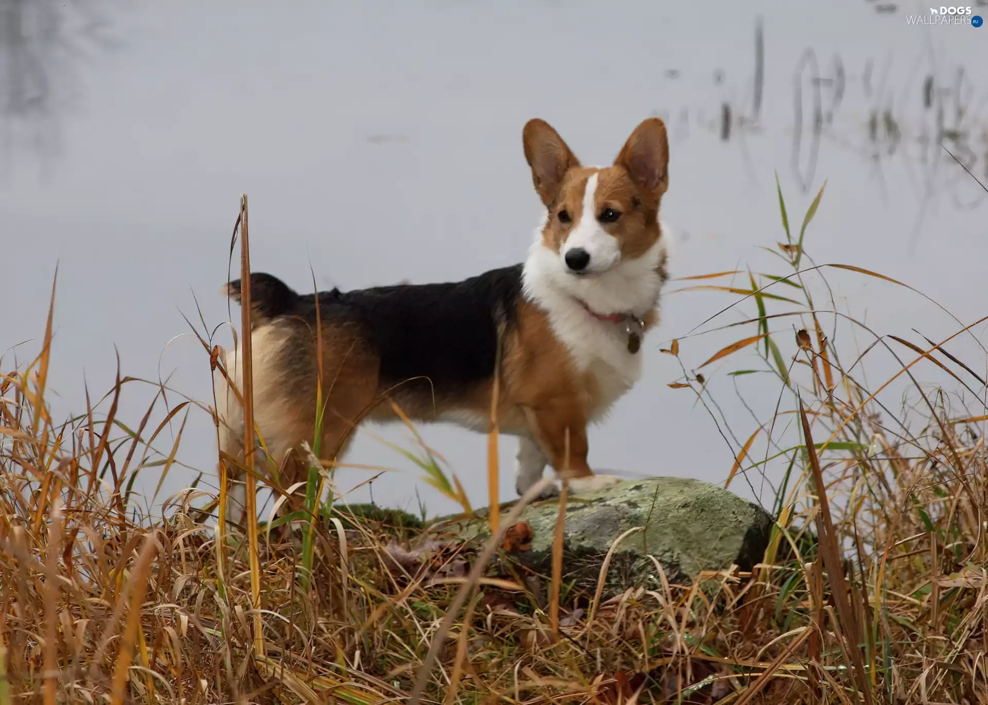 Welsh corgi pembroke, water