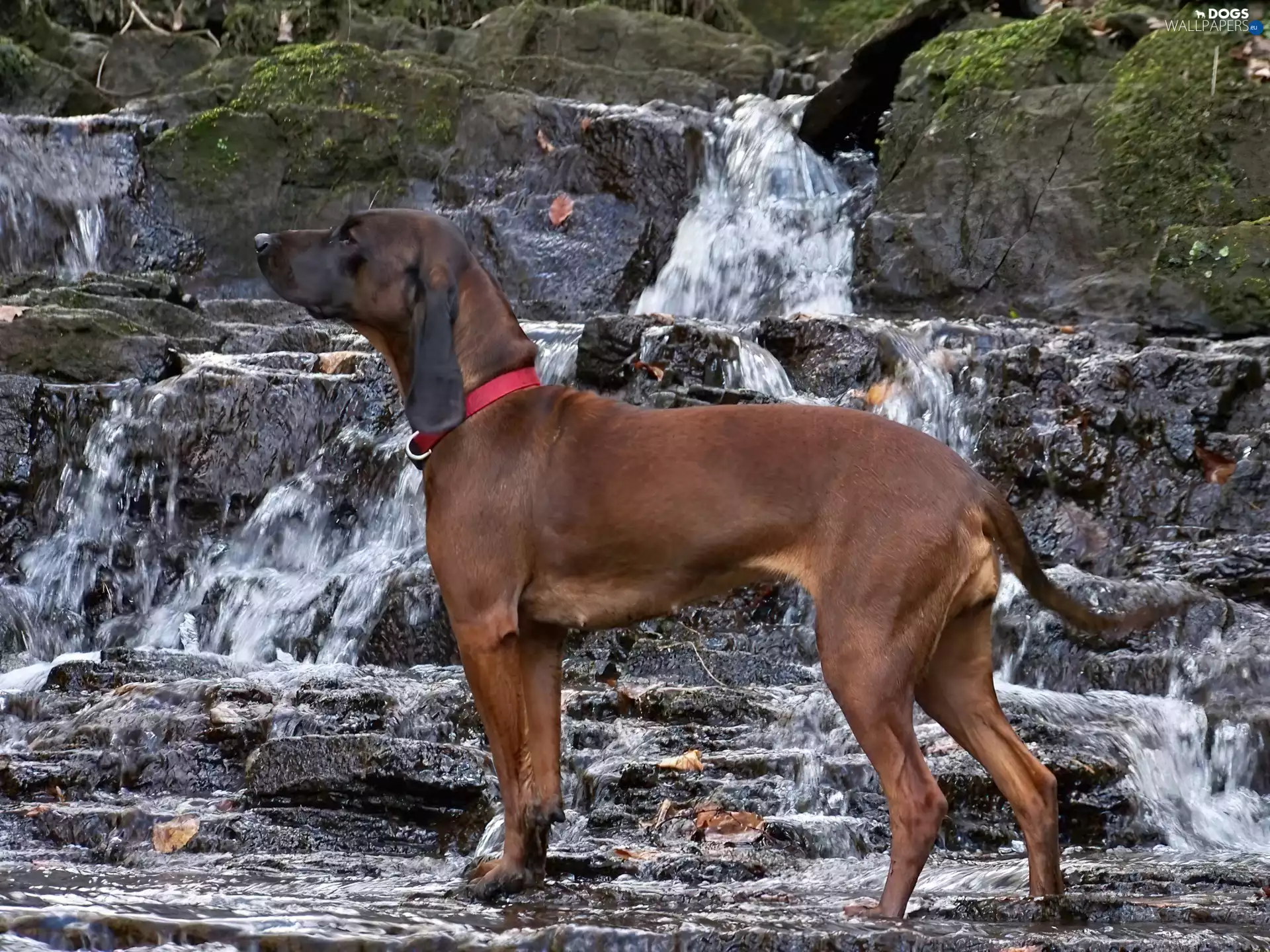 Bavarian Mountain Hound, waterfall