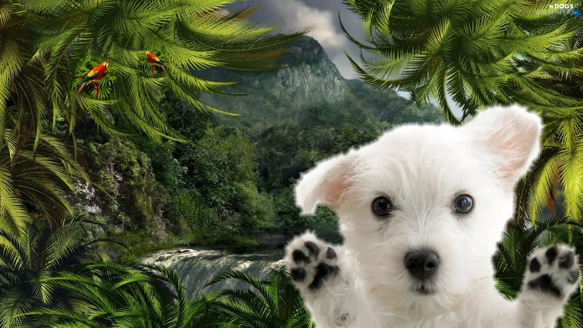 waterfall, doggy, small, Palms, White