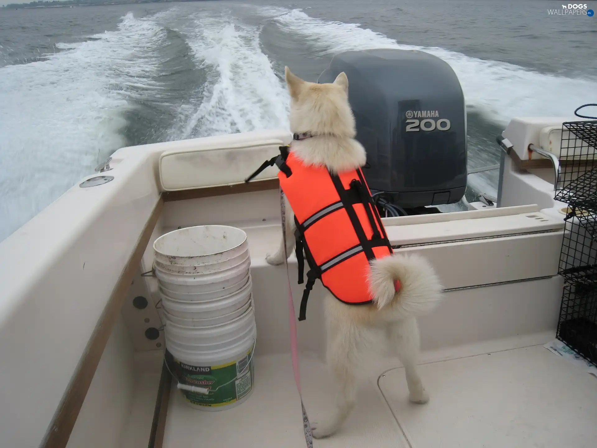 Waves, Motor boat, Norsk Buhund