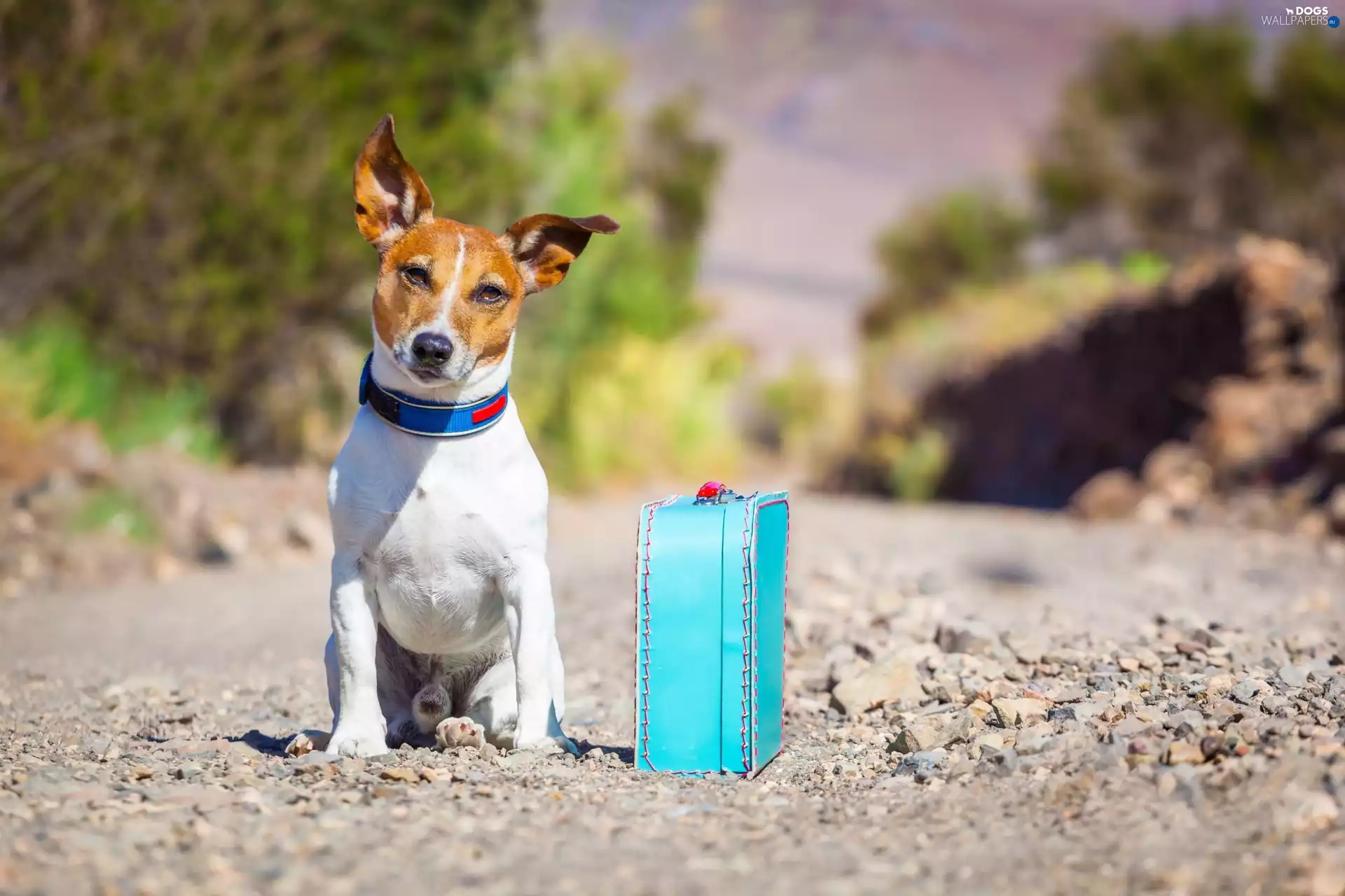 Terrier, dog, case, Way, traveller, Jack Russell