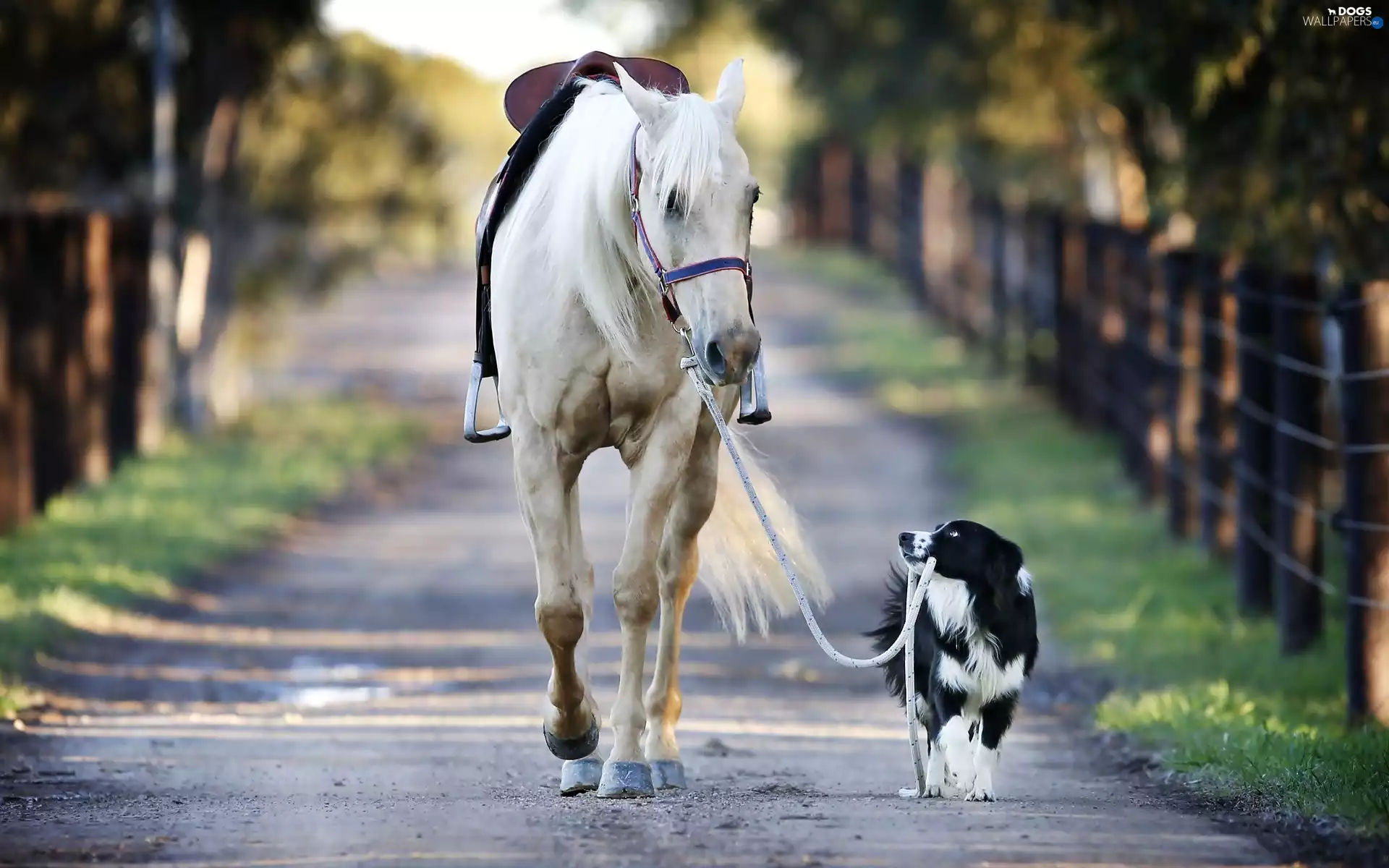 Way, Horse, dog