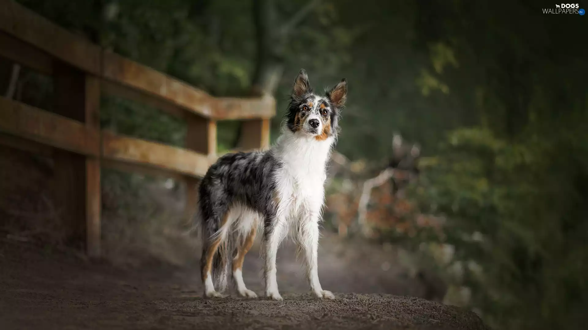 dog, Way, Fance, Border Collie
