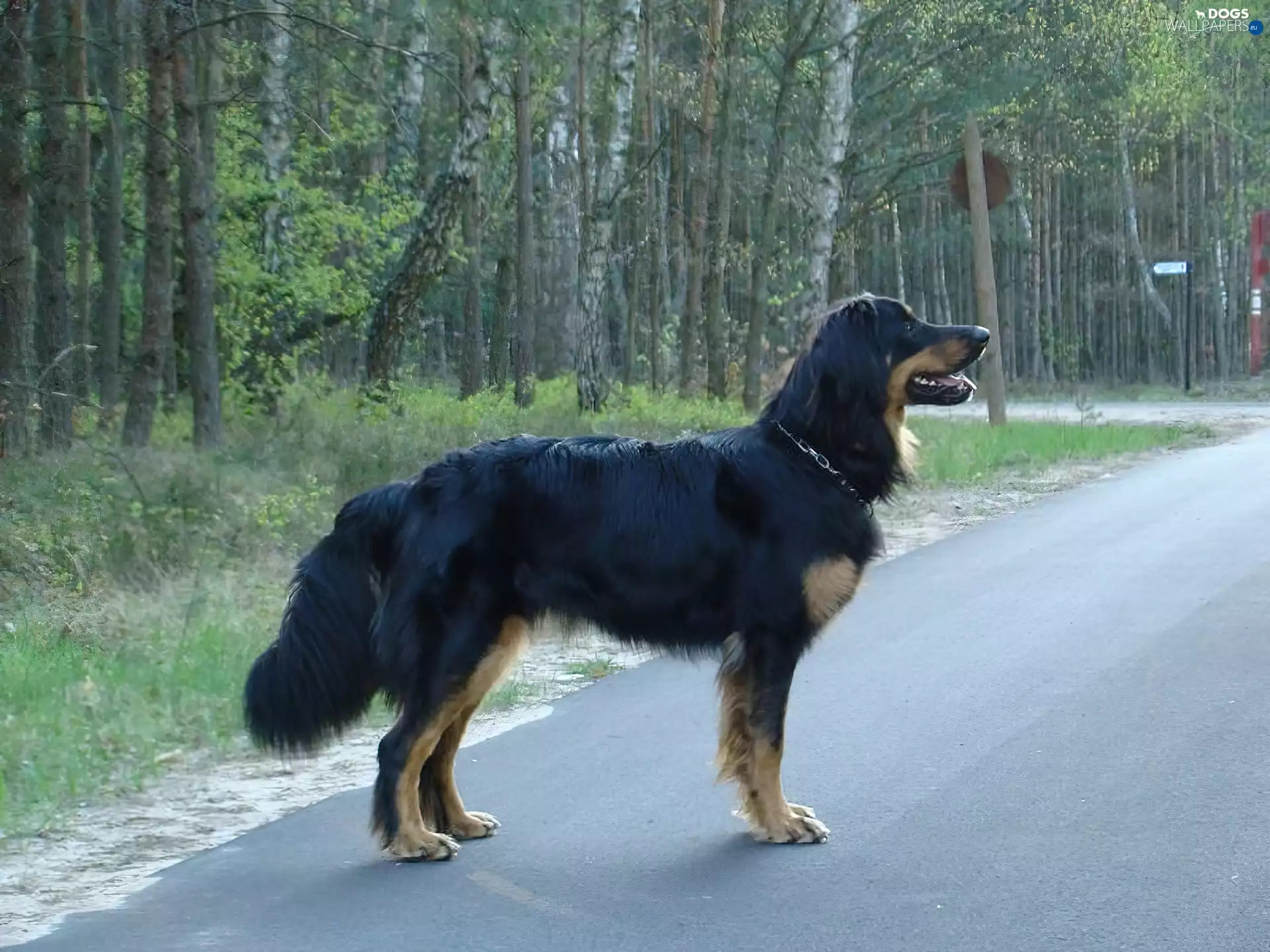 Way, Hovawart, forest