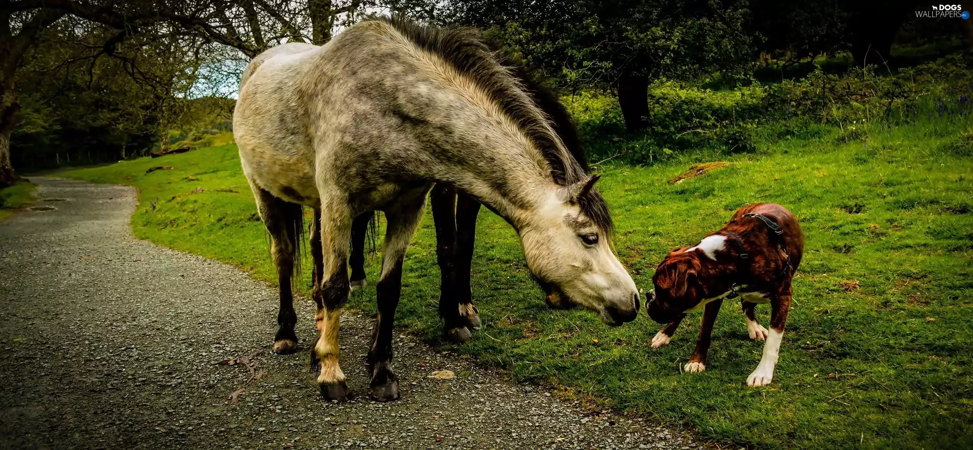 dog, Way, meet, bloodstock, Close
