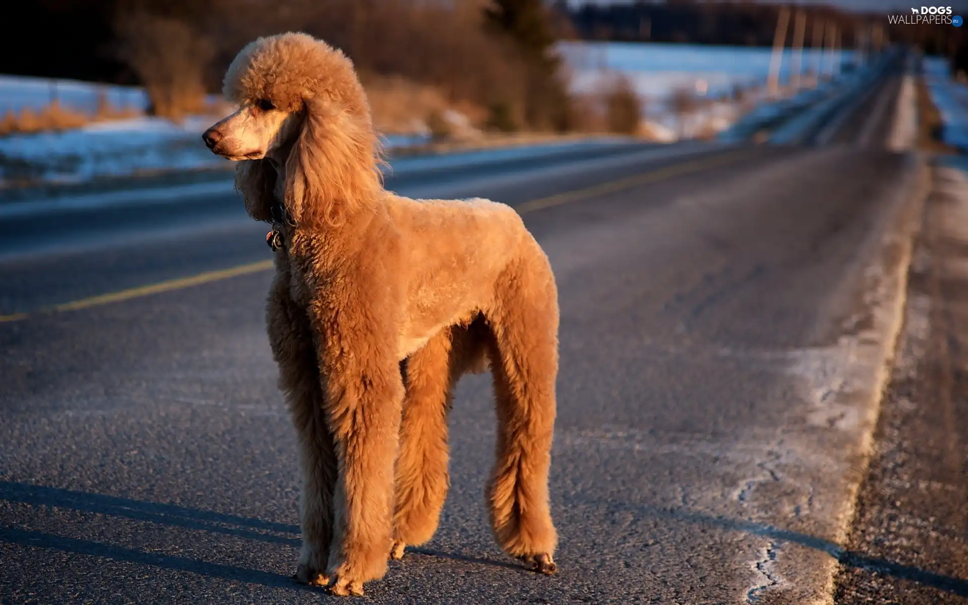 poodle, Way, Big