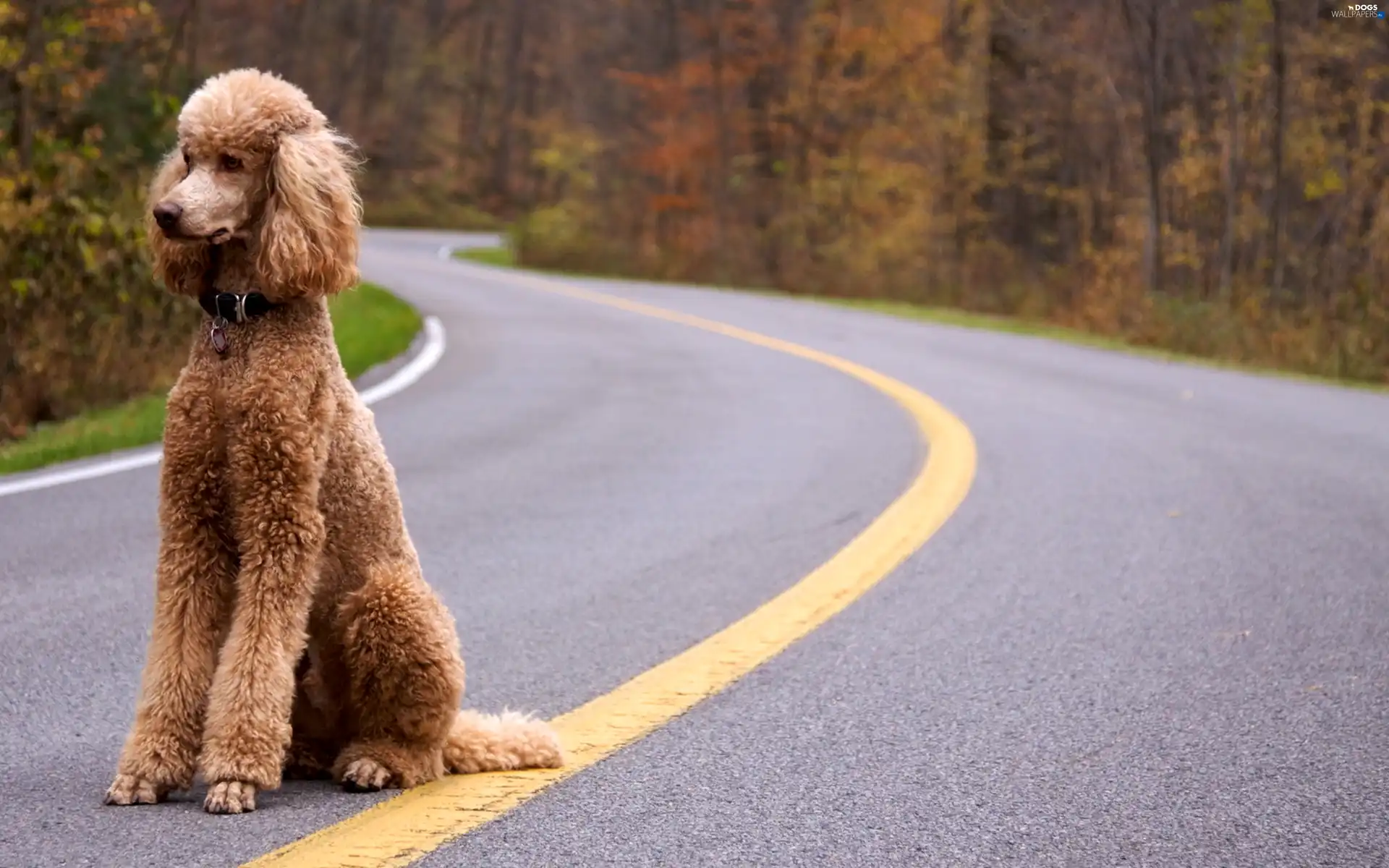 Way, poodle