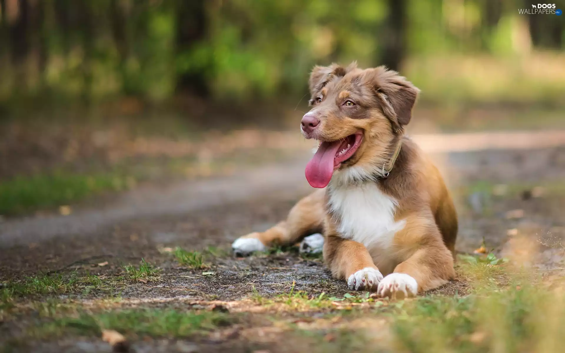 Way, Australian Shepherd
