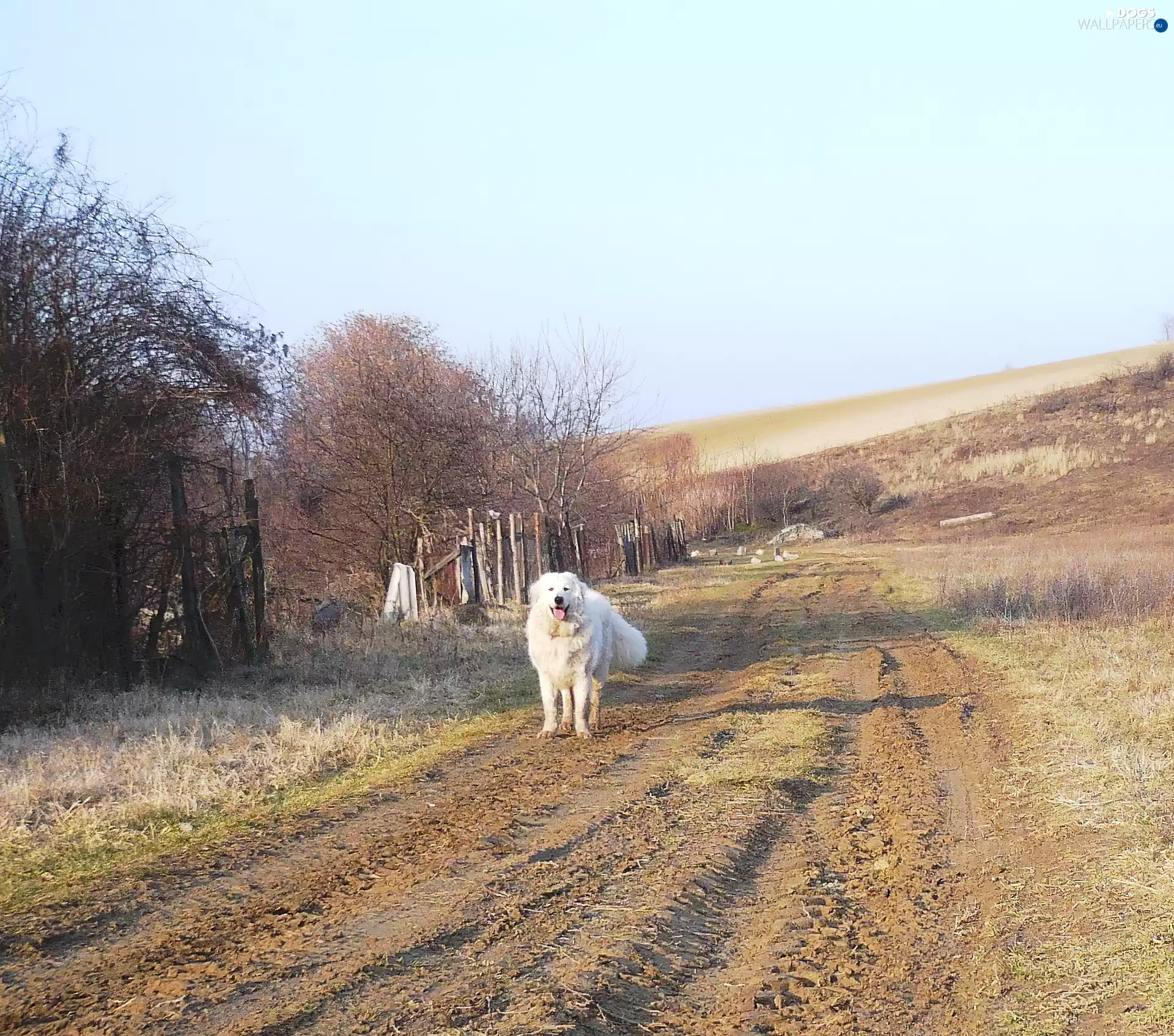 Shepherd Hungarian Kuvasz, Way