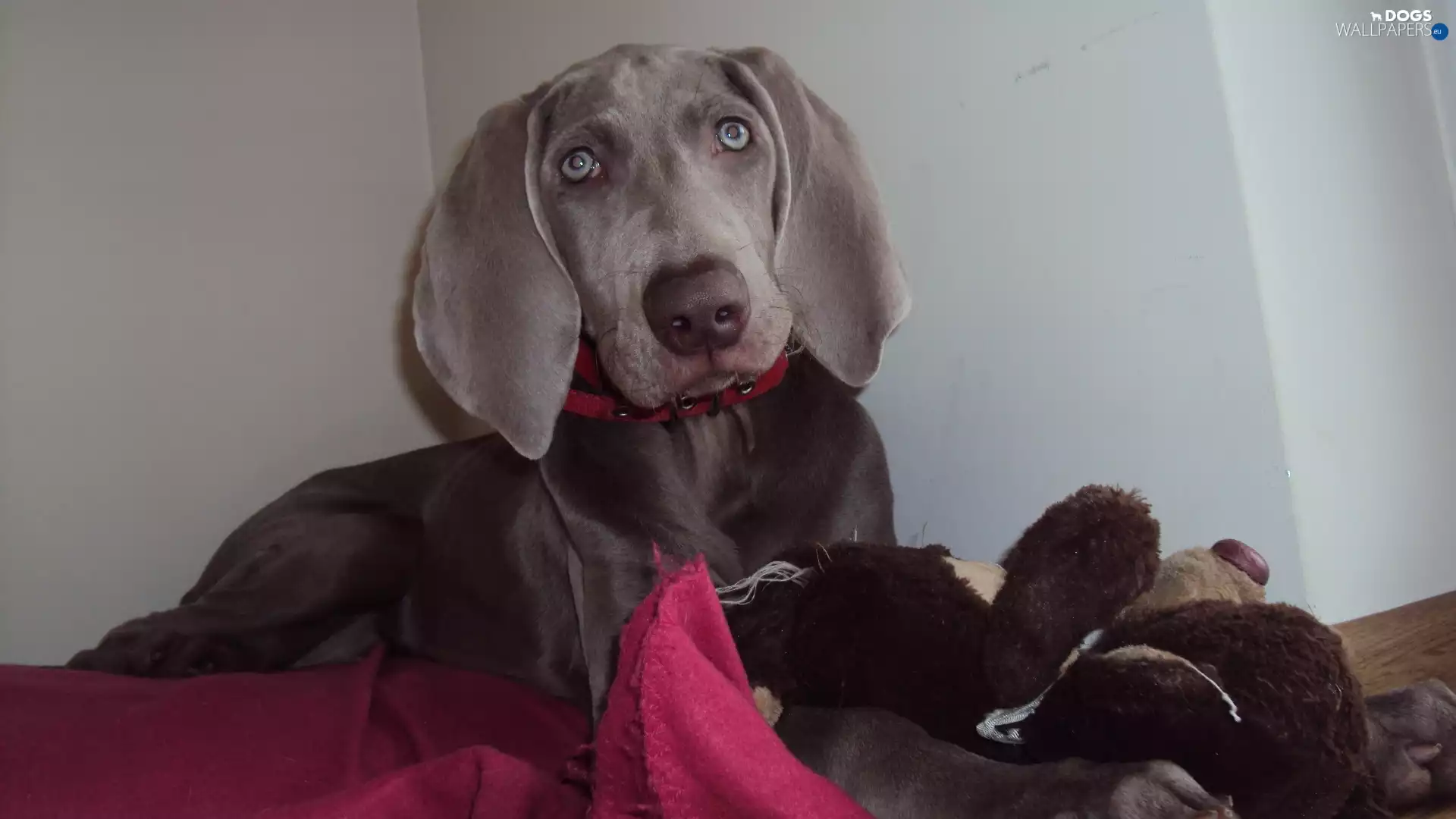 Weimaraner, dog-collar