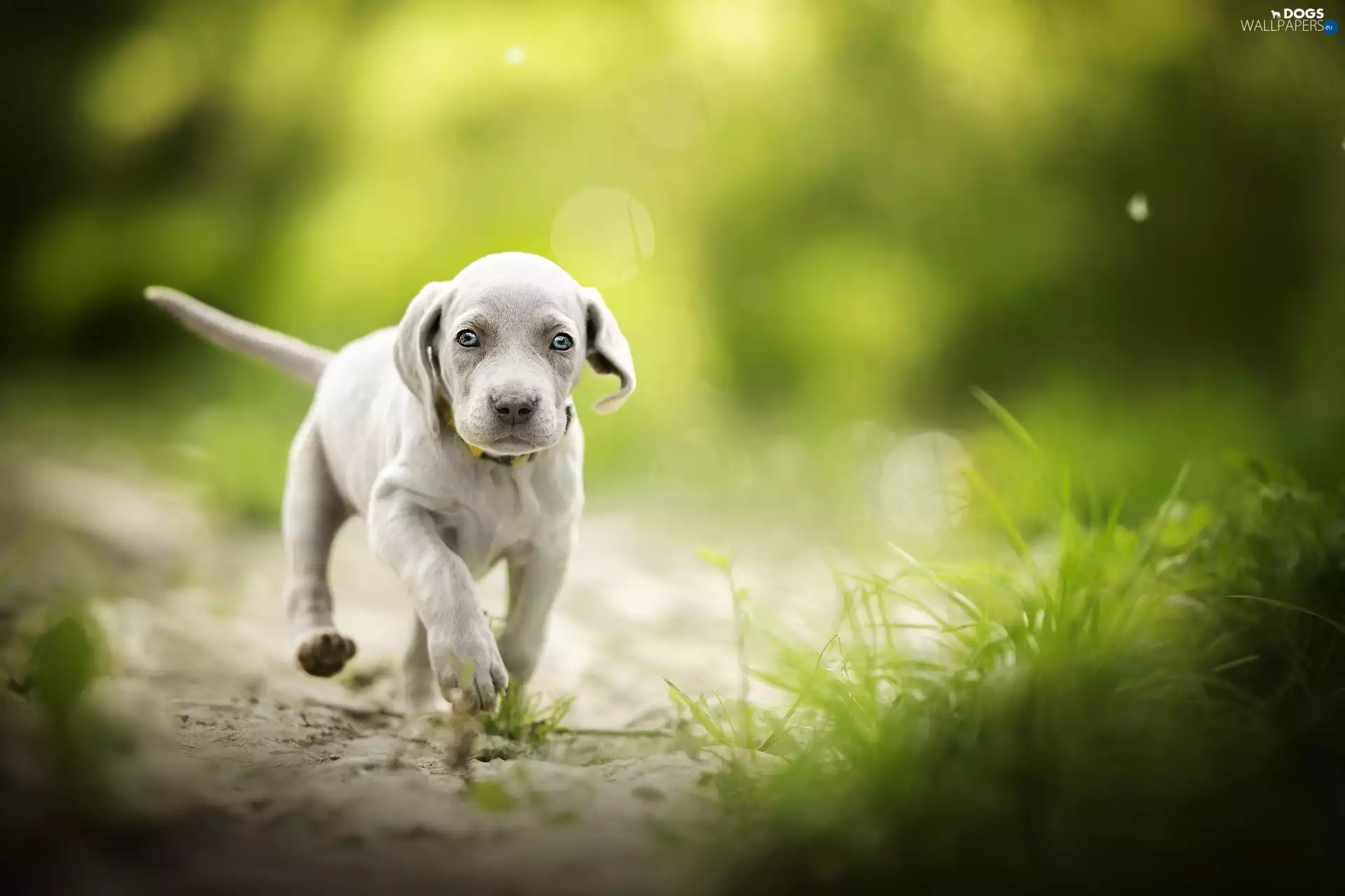 Weimaraner, dog, Puppy