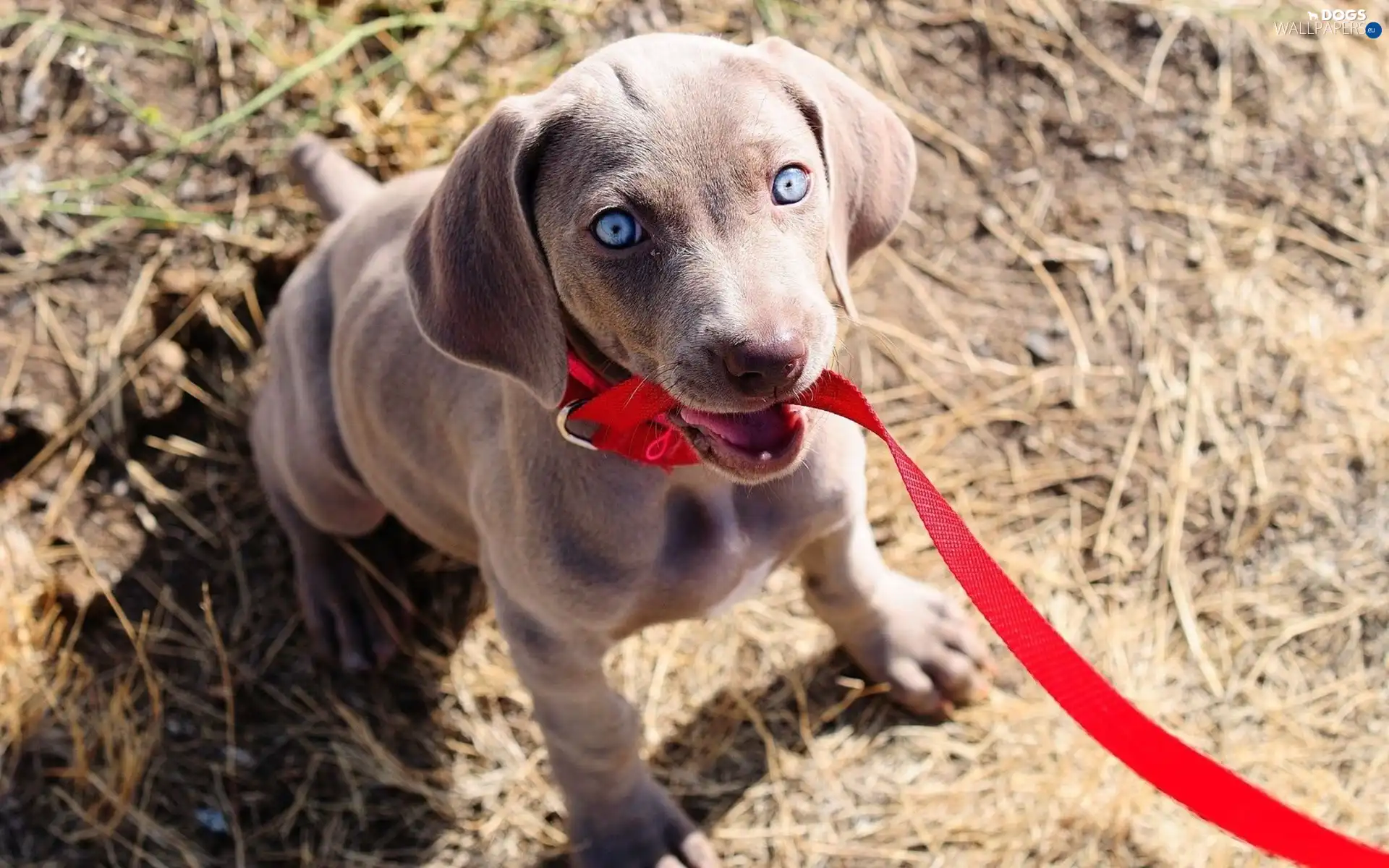 Weimaraner, Leash, doggy, red hot