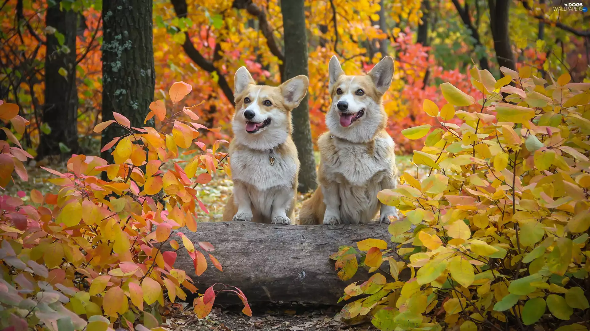 Welsh corgi pembroke, Two cars, Leaf, autumn, forest, Dogs