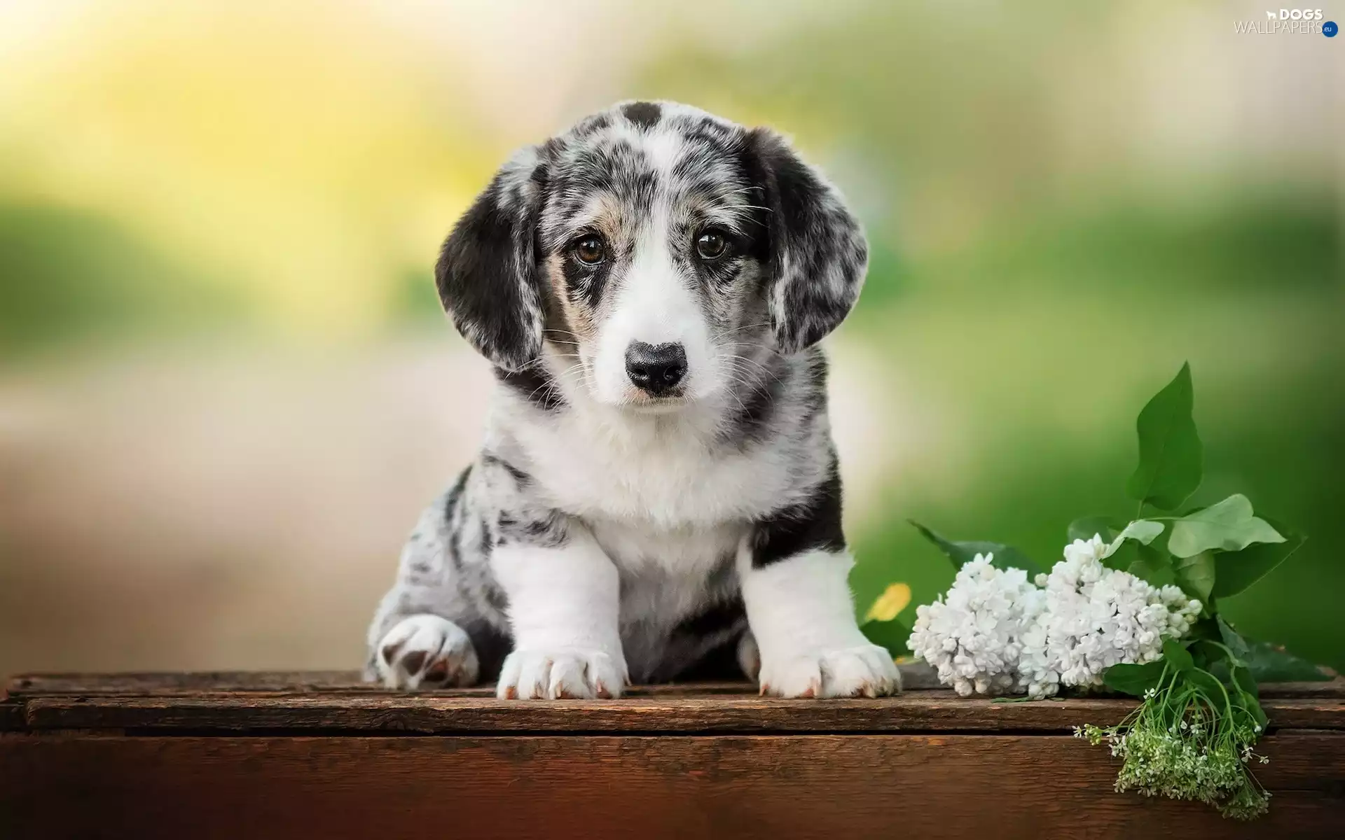 Puppy, White, without, Welsh corgi cardigan
