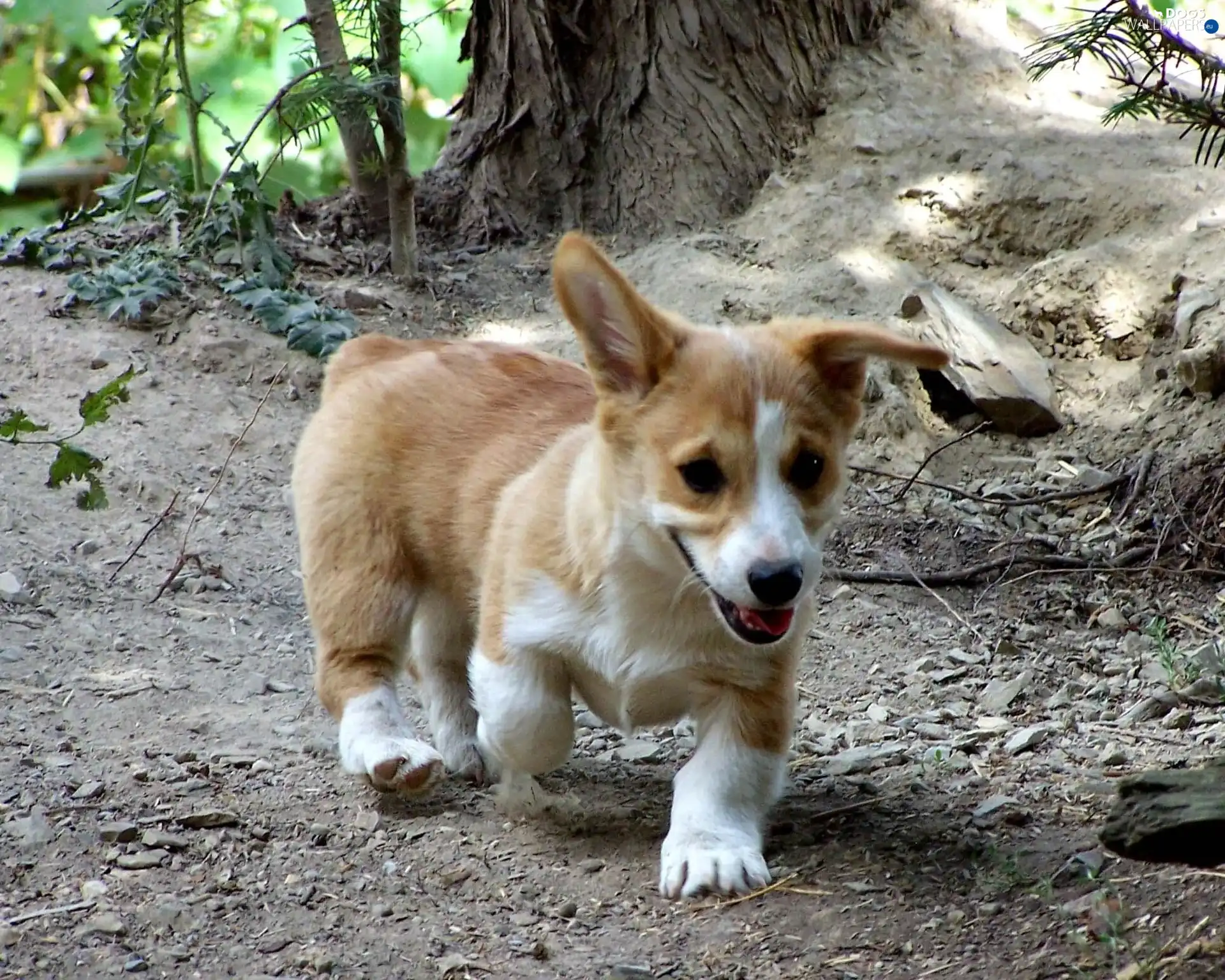 Welsh corgi pembroke, ginger
