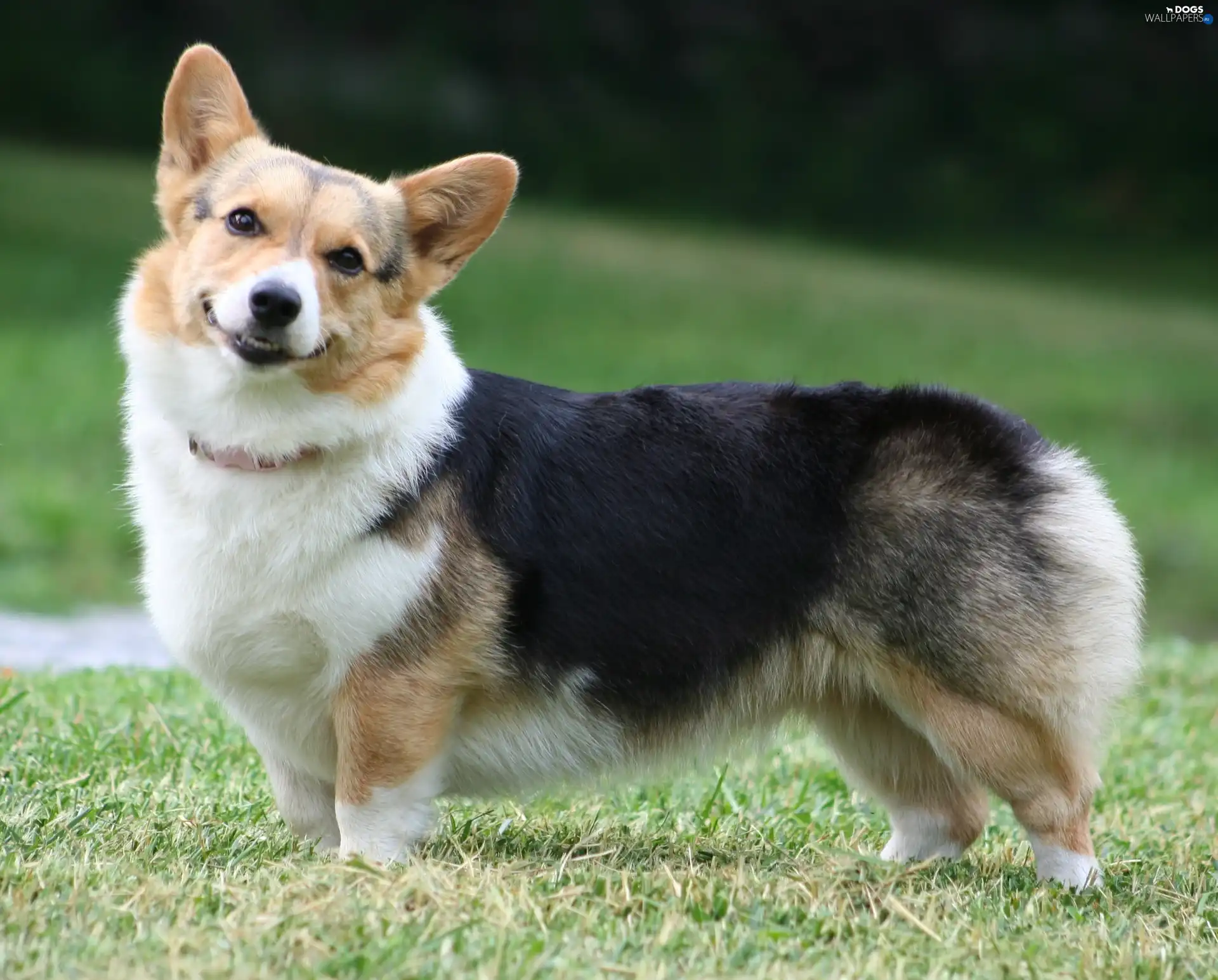 Welsh corgi pembroke, mouth