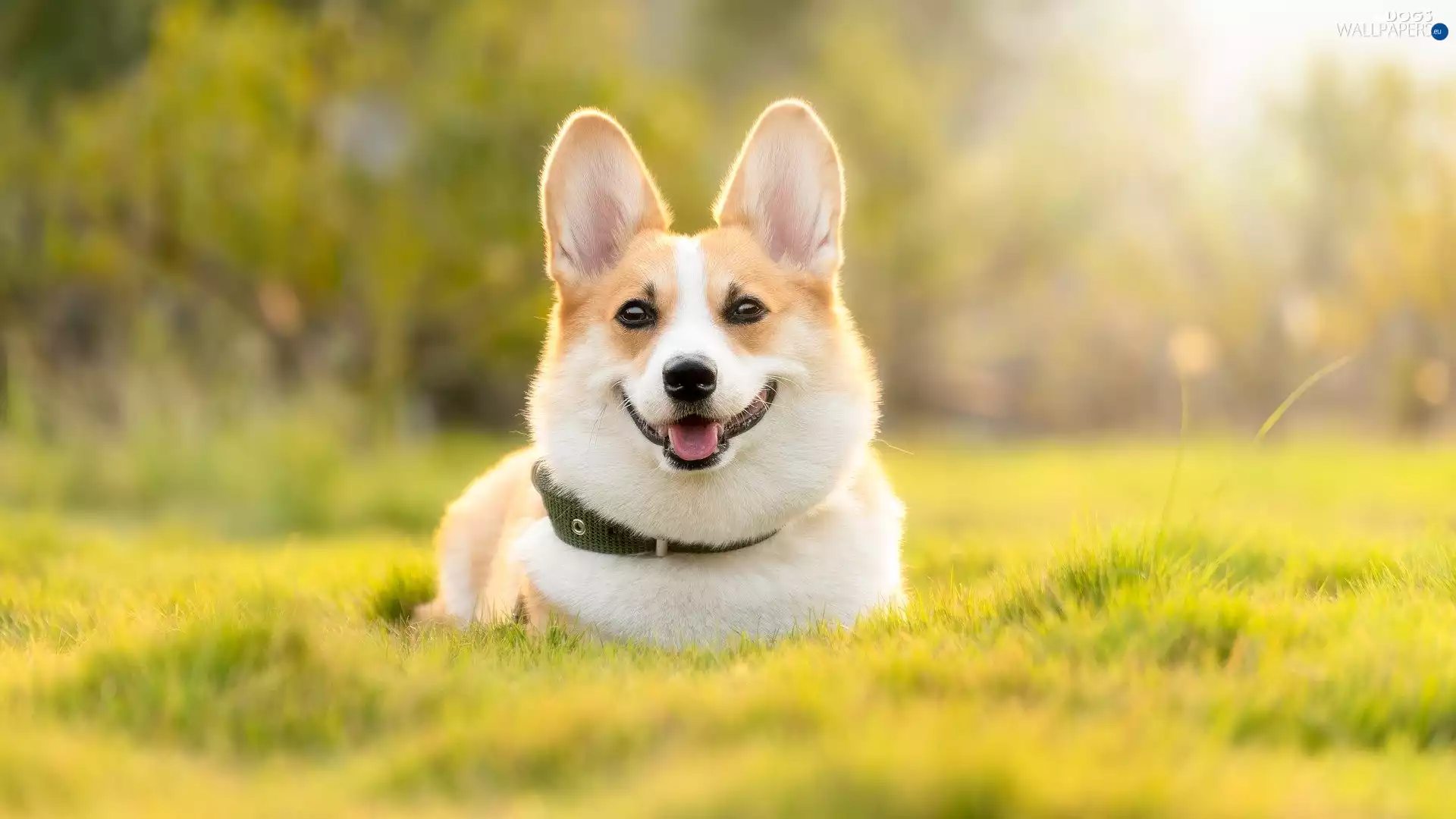 dog-collar, dog, Welsh corgi pembroke