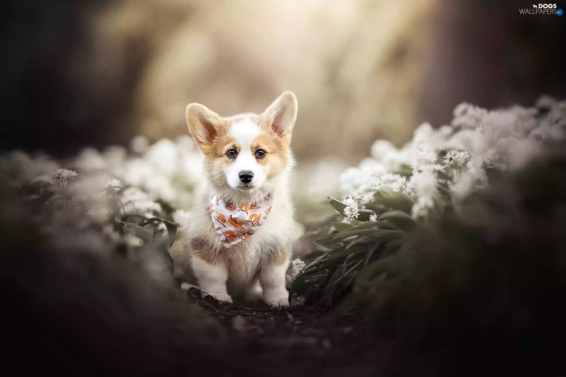 dog, Puppy, Flowers, Welsh corgi pembroke