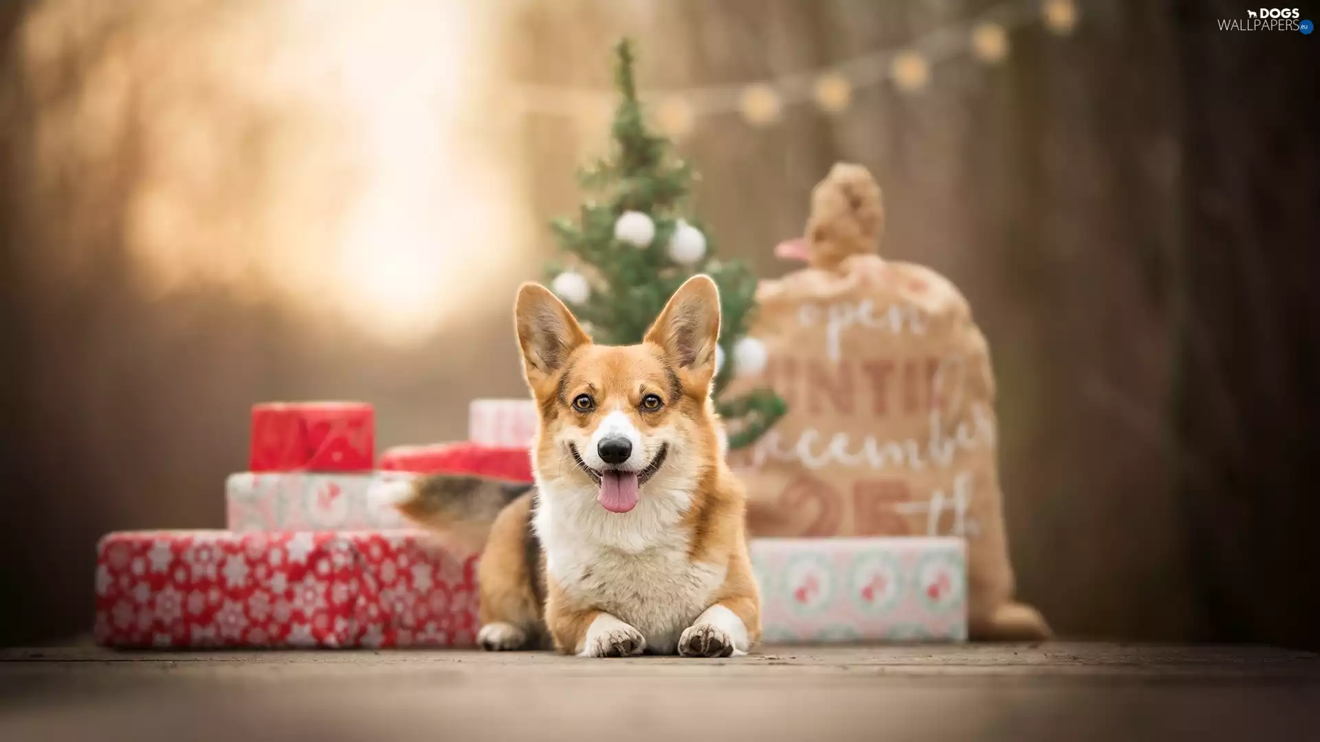 dog, Christmas, gifts, Welsh corgi pembroke