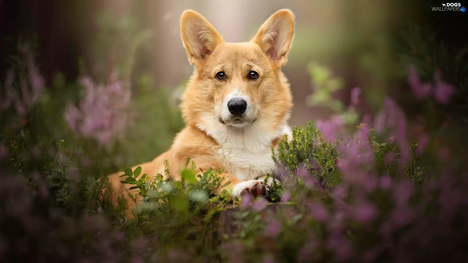 dog, muzzle, Plants, Welsh corgi pembroke