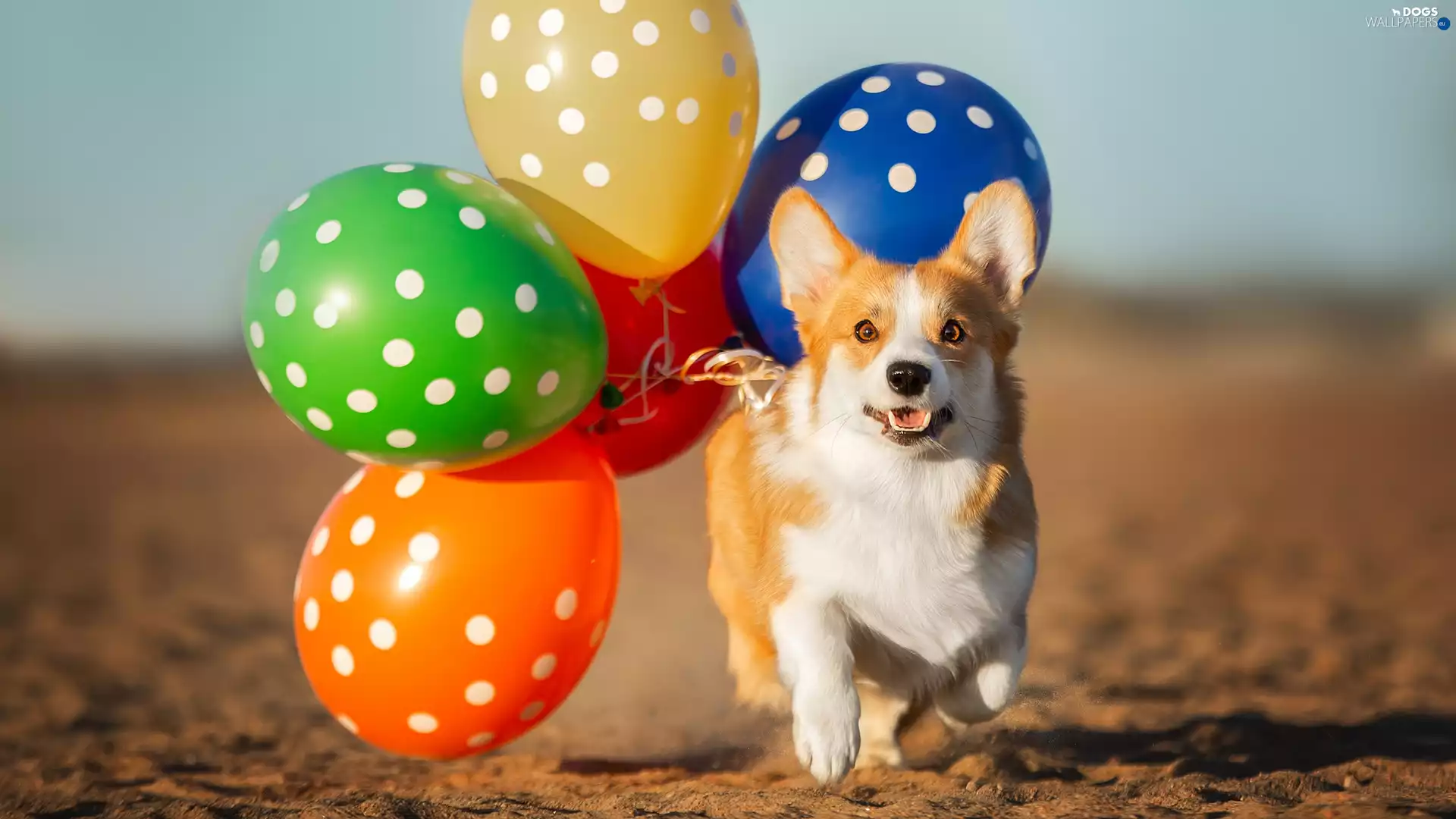 dog, Balloons, Sand, Welsh corgi pembroke