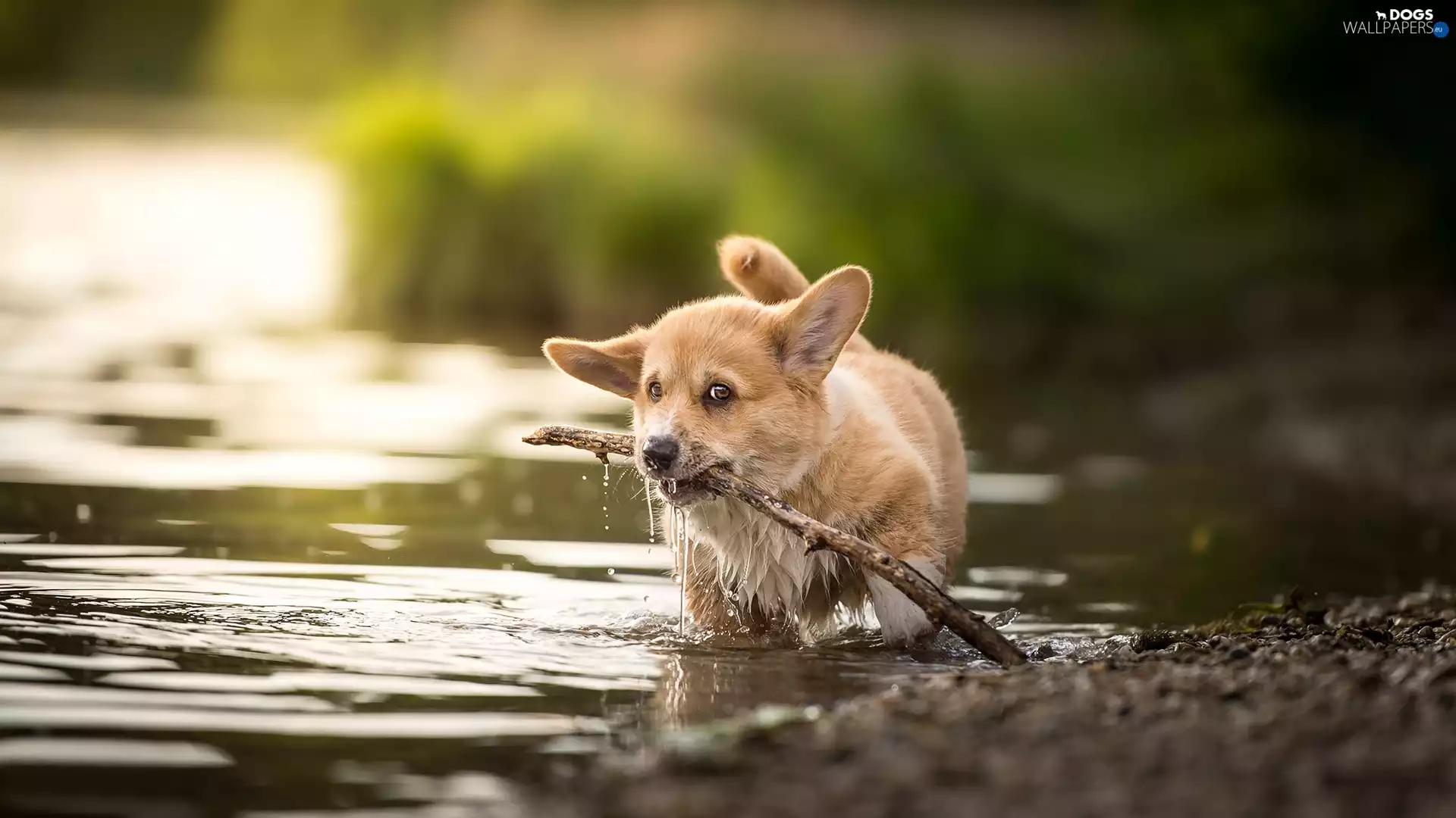 water, stick, Puppy, Welsh corgi pembroke, dog