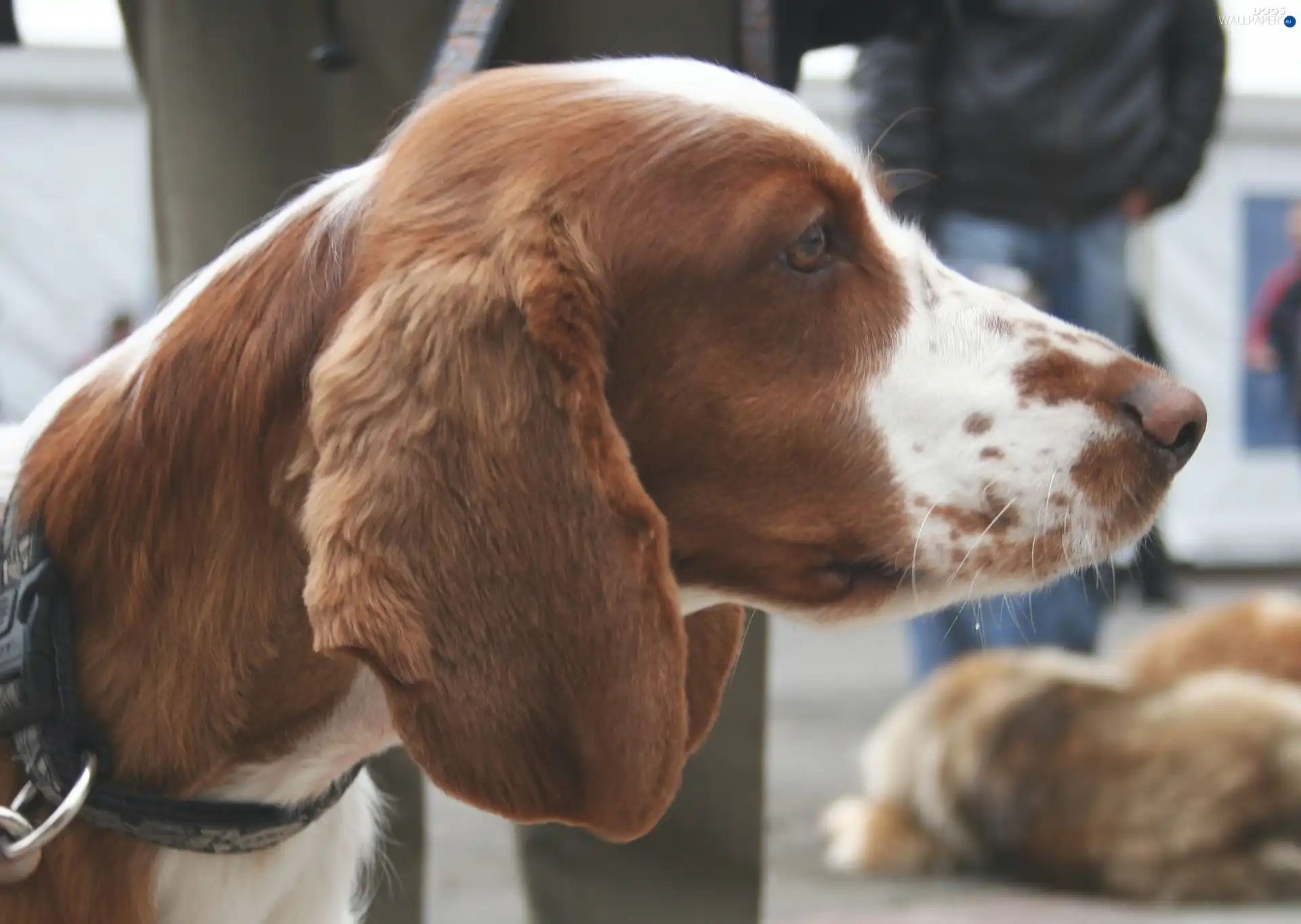 Welsh Springer Spaniel, Head