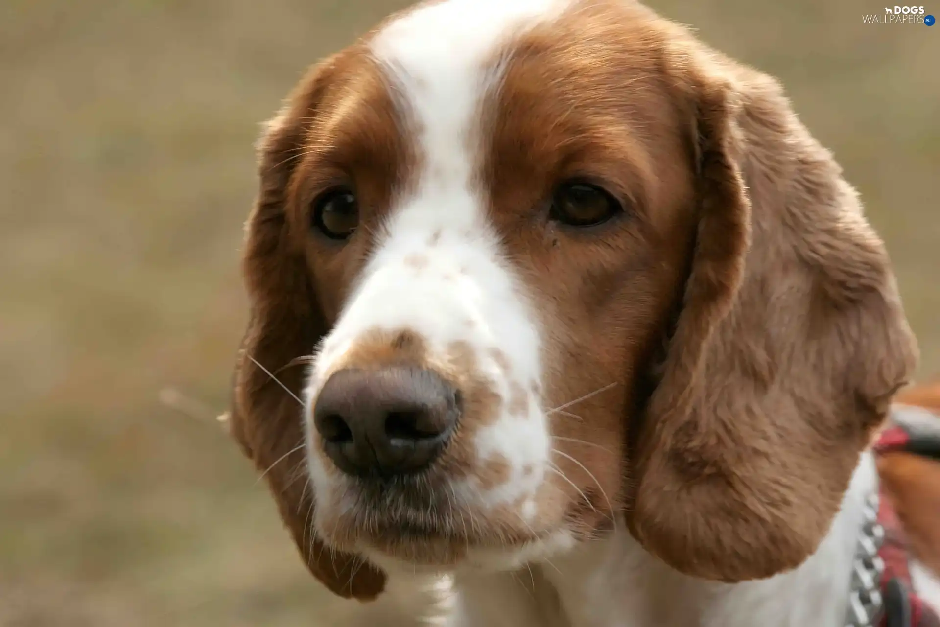 Welsh Springer Spaniel, Head