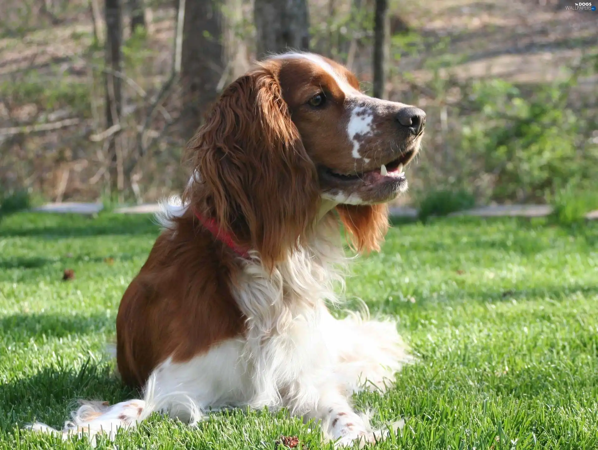 Welsh Springer Spaniel, lying