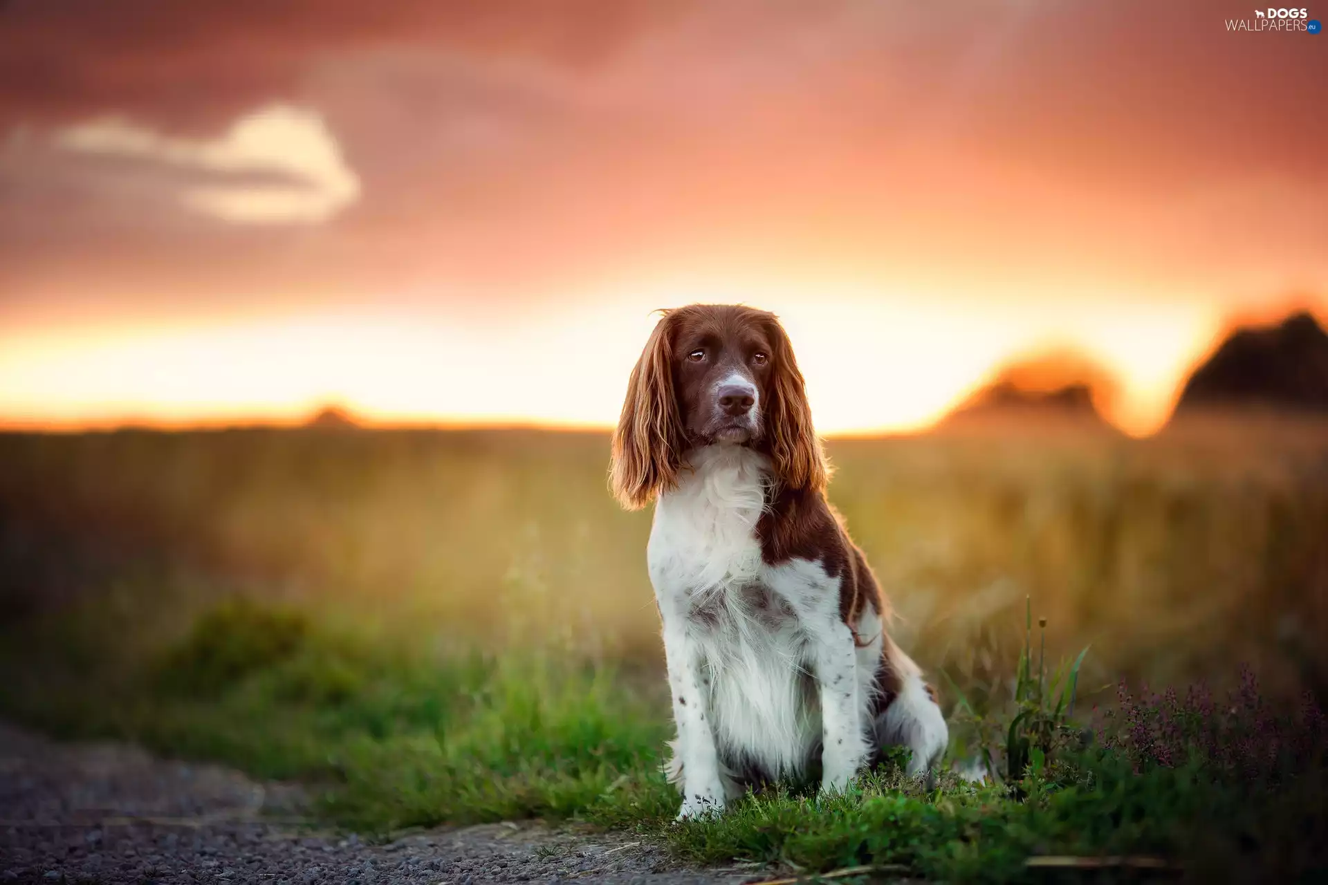 grass, Welsh Springer Spaniel, Field