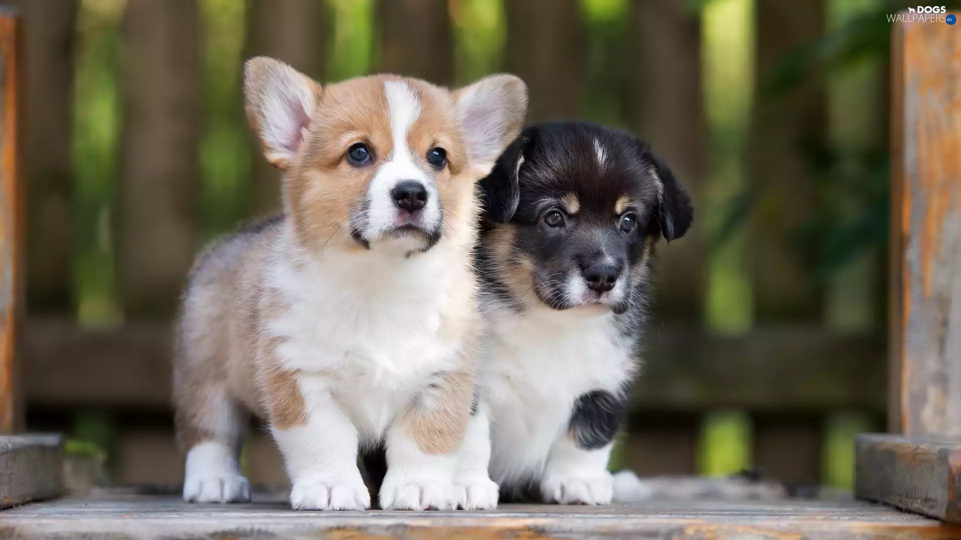 Welsh corgi pembroke, Welsh corgi cardigan, Dogs, puppies, Two cars