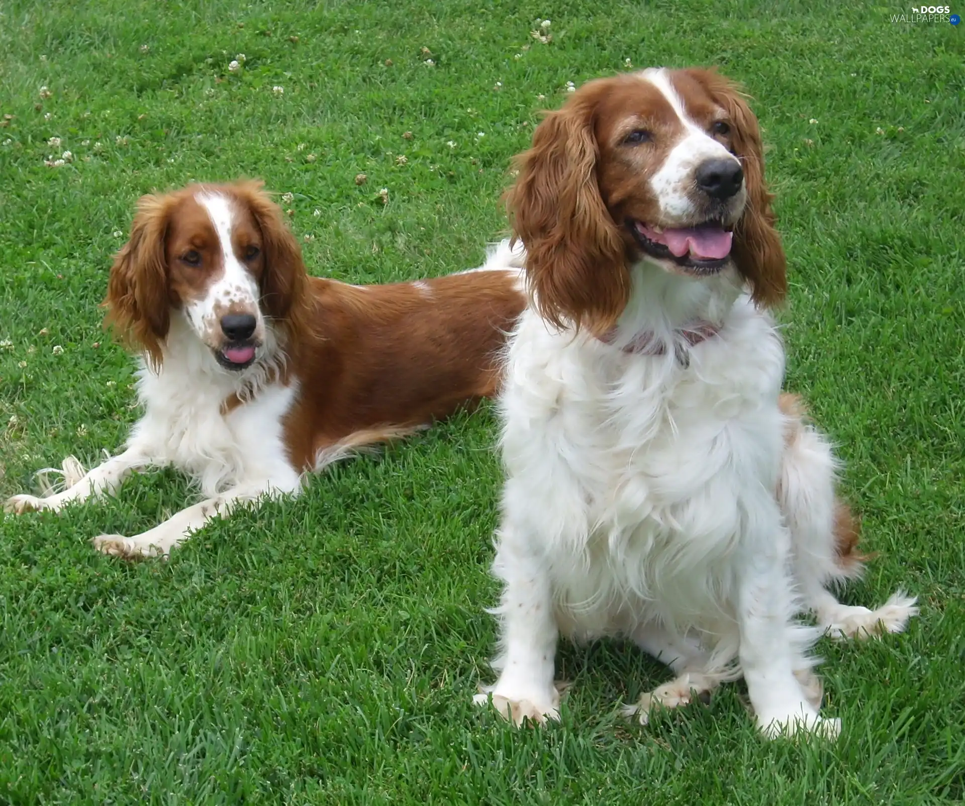 Welsh Springers spaniels, grass, Two cars
