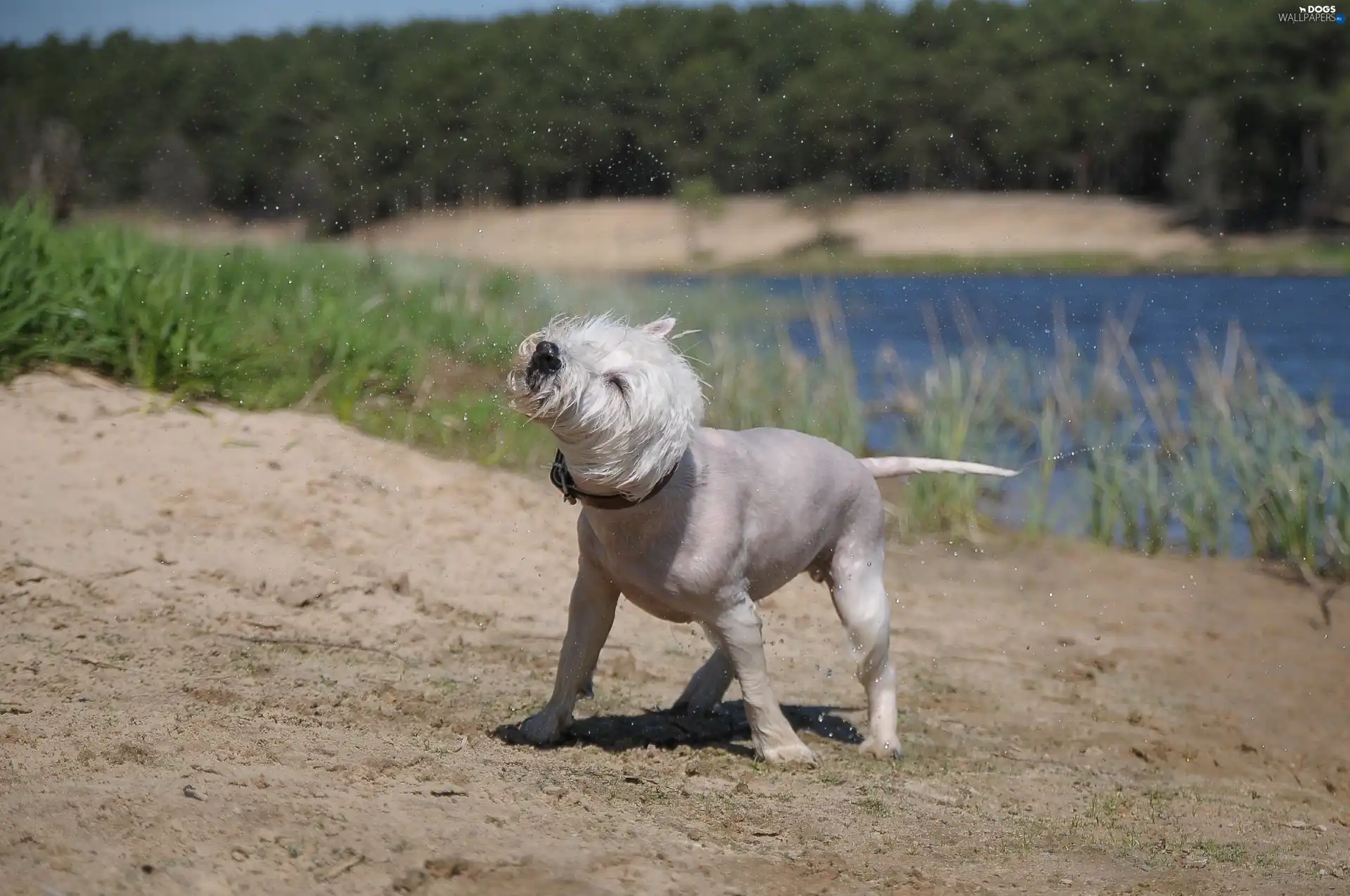 West Highland White Terrier, bath, dog