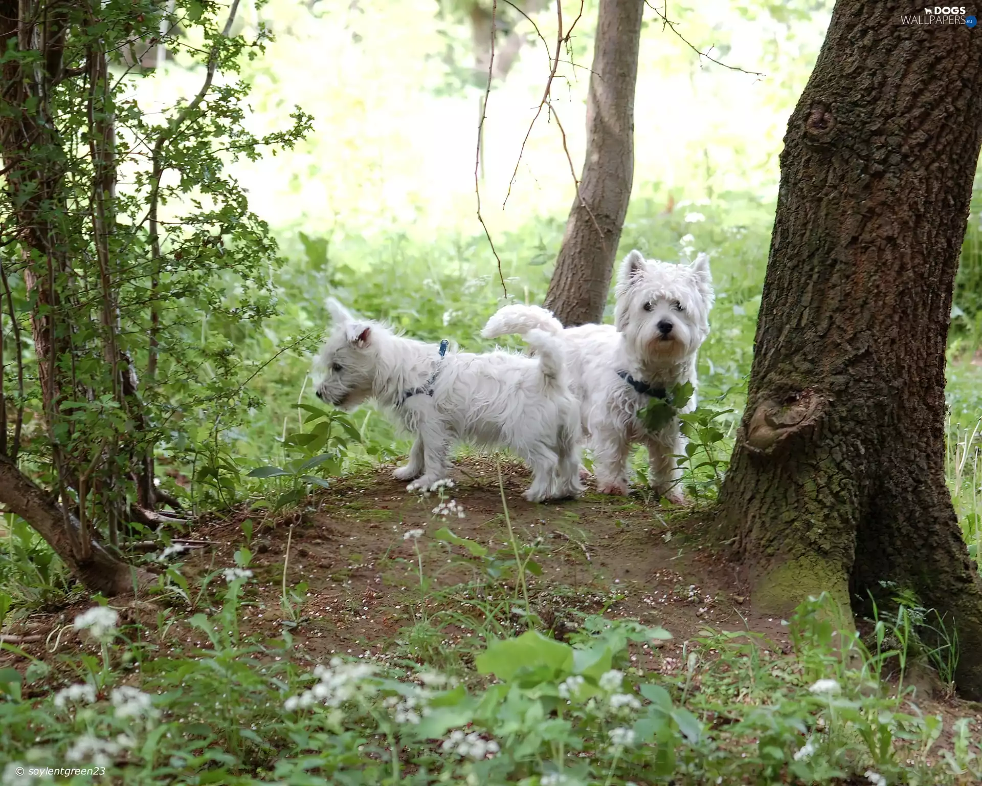 forest, Two cars, West Highland White Terriery